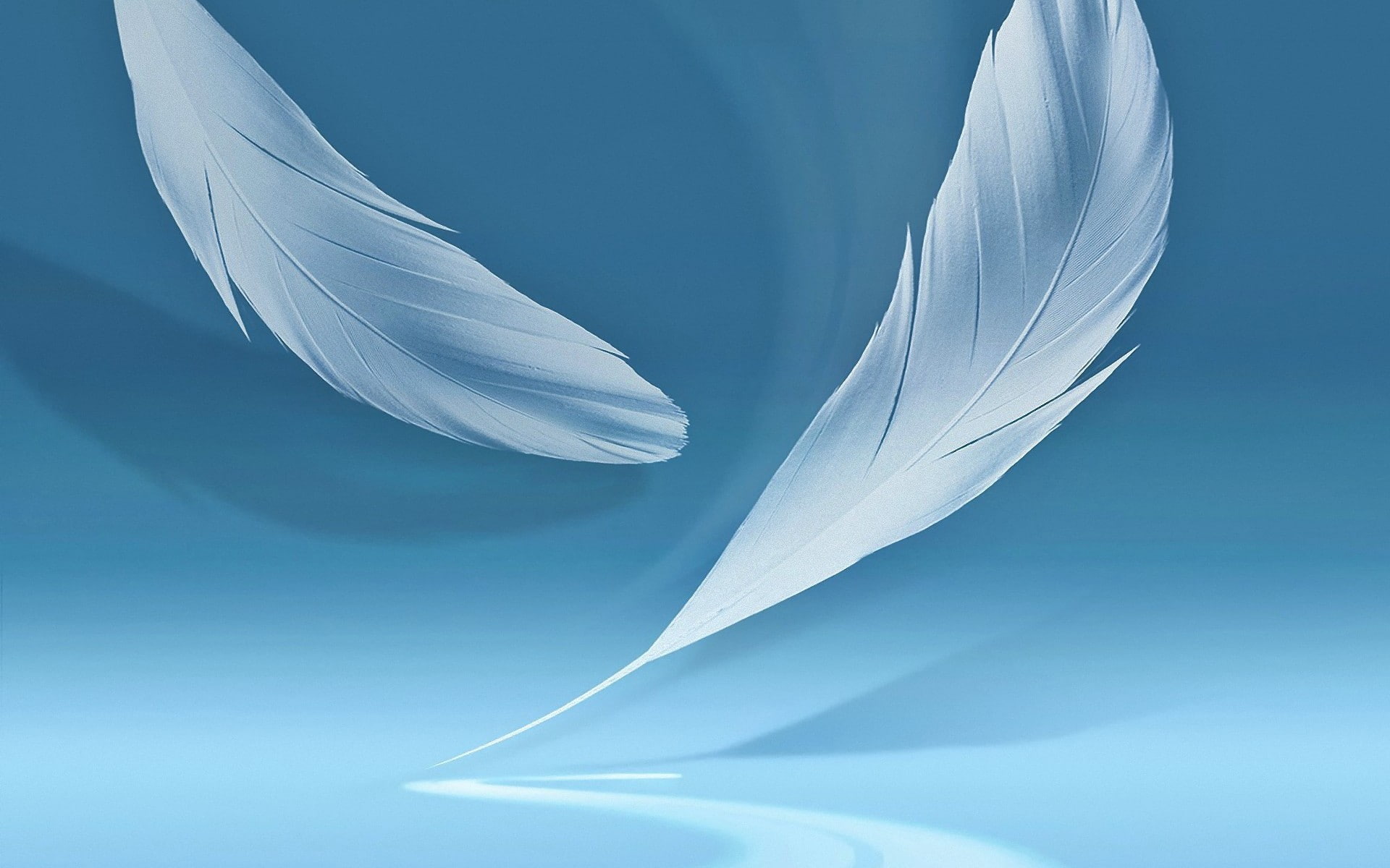 colored background, flying, white color, close-up, lightweight, no people, flower, freshness, feather, purity, softness, beauty in nature, indoors, nature, HD Wallpaper