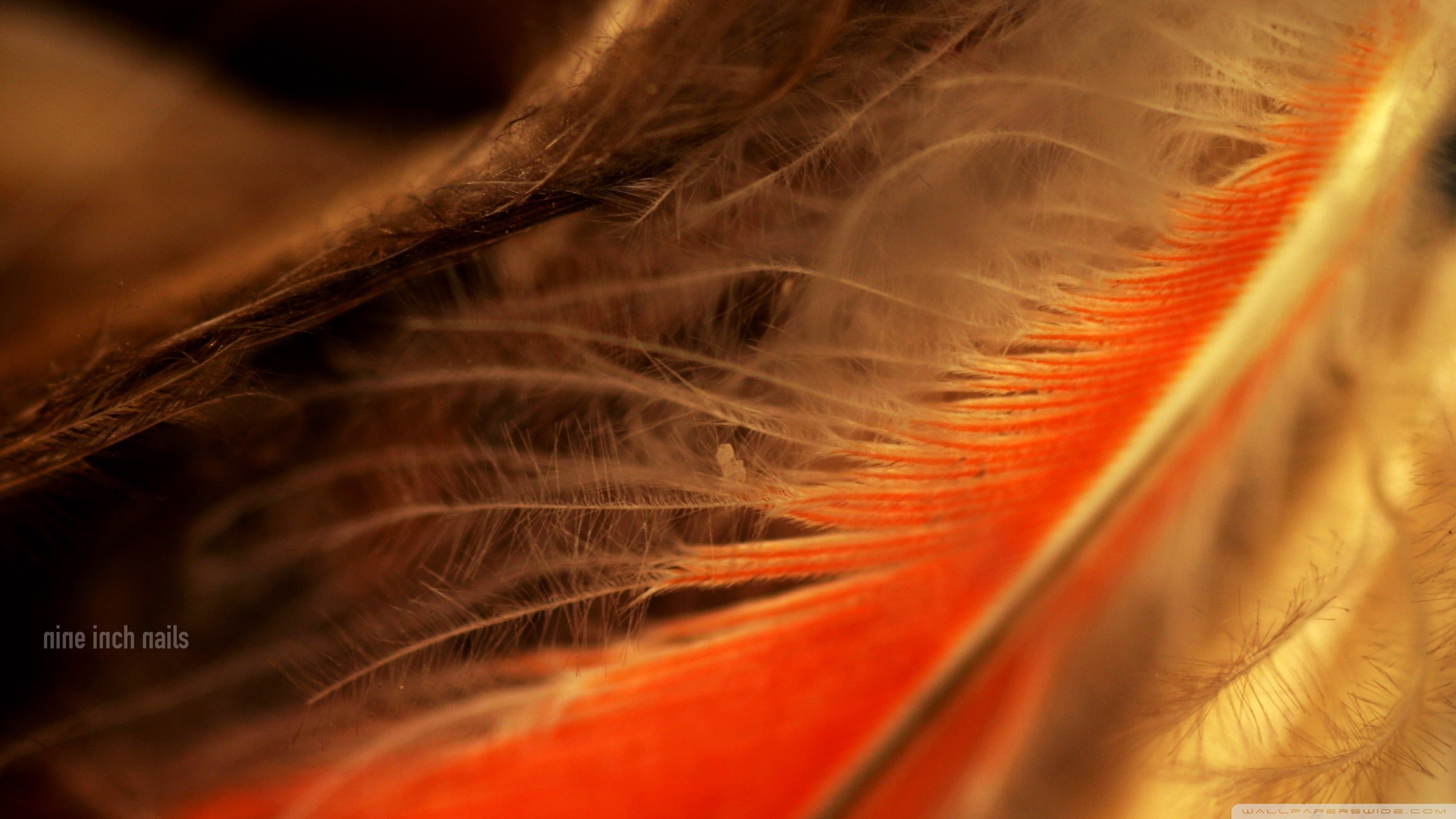 no people, magnification, softness, abstract, vertebrate, macro, full frame, feathers, vulnerability, indoors, 2K, selective focus, close-up, animal themes, HD Wallpaper