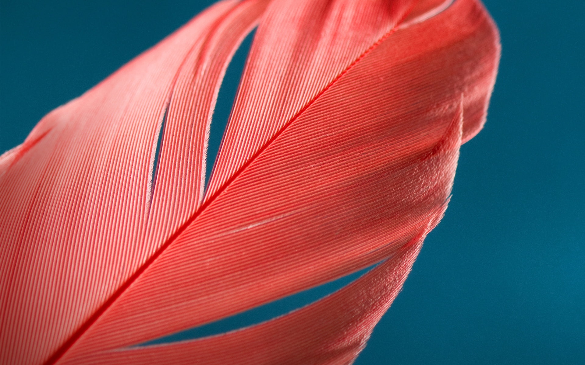 1080P, multi colored, blue background, colored background, lightweight, feather, red, motion, indoors, science, nature, pattern, Abstract, motorola moto g, HD Wallpaper