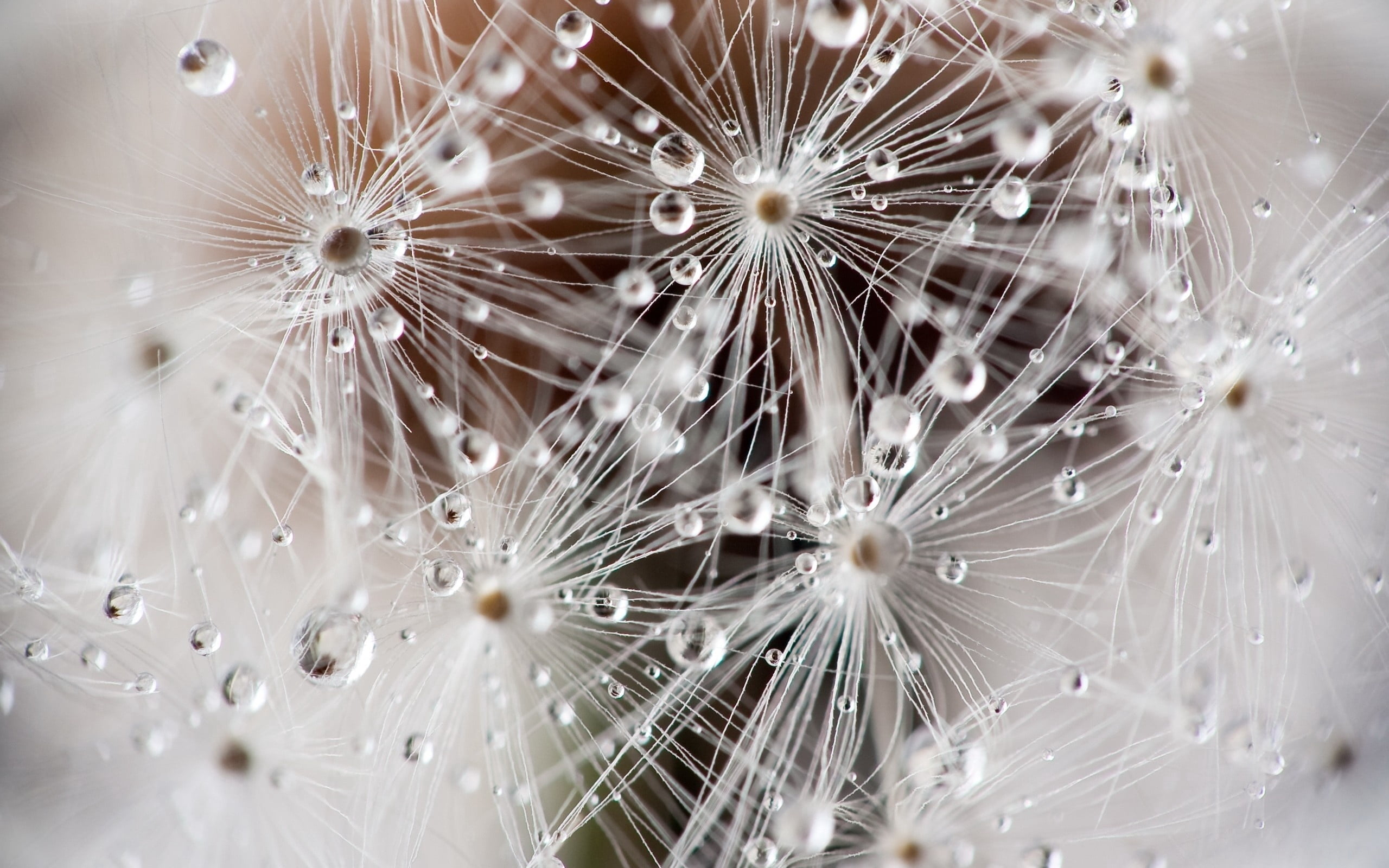 macro, day, abstract, plant, drop, white color, water, digital, softness, drops, nature, 2K, wet, seed, full frame, no People, fluff, pattern, HD Wallpaper