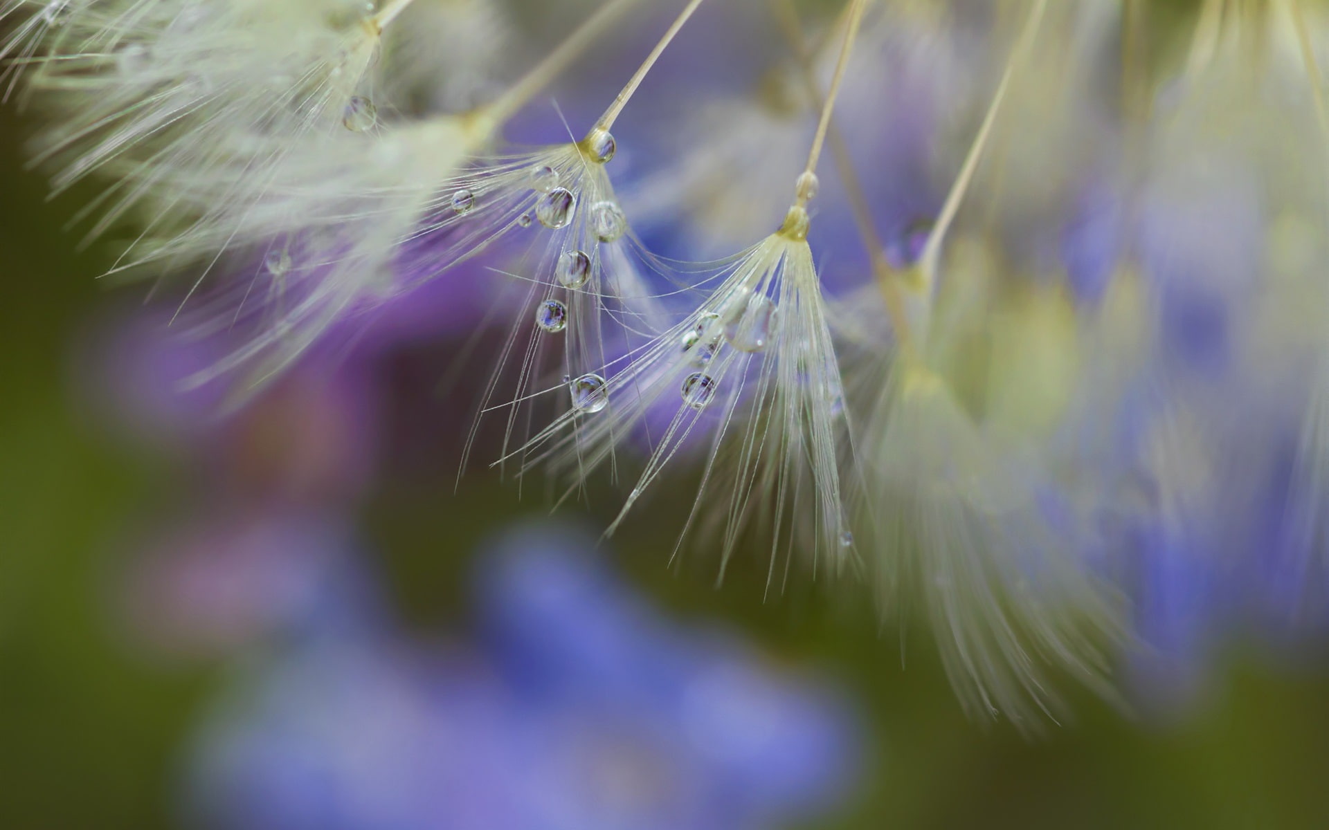 close, Plants, Dandelion, 1080P, Seeds, Dew, HD Wallpaper