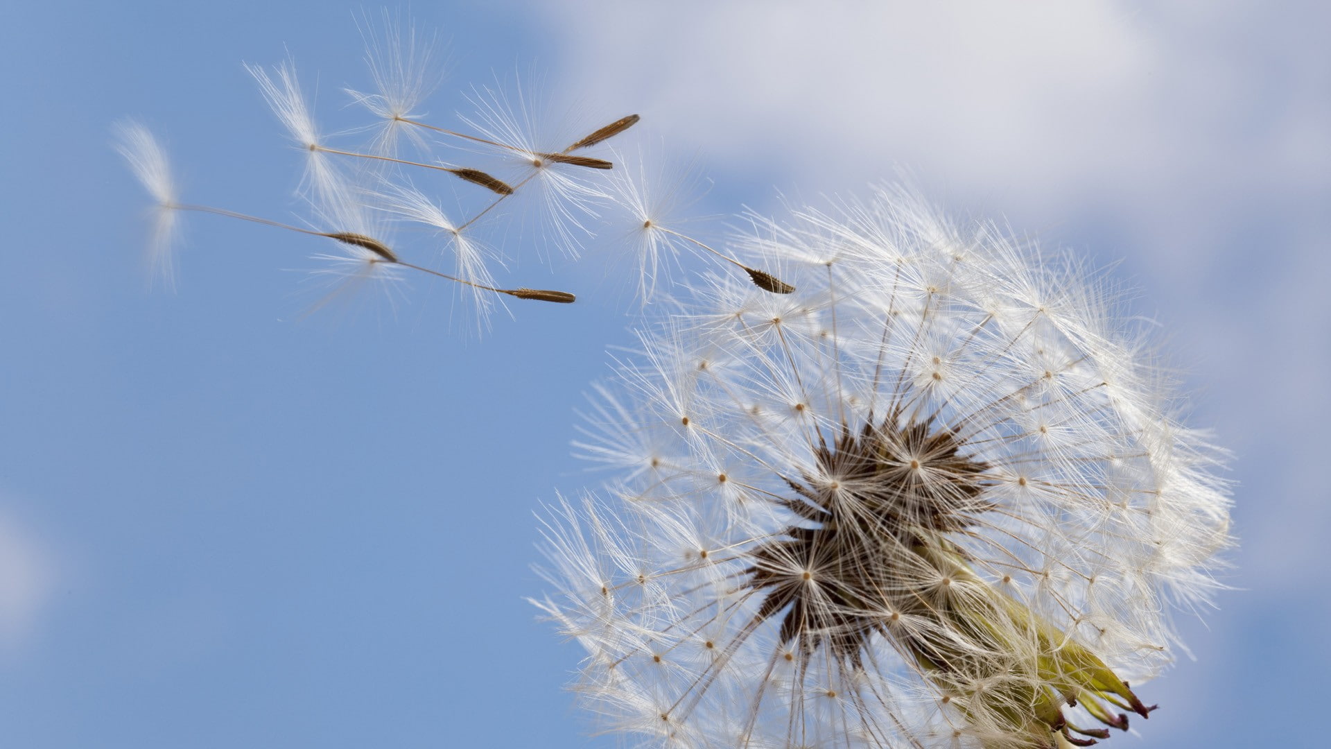 seeds, wind, dandelion, hd, nature, 1080P, macro, HD Wallpaper