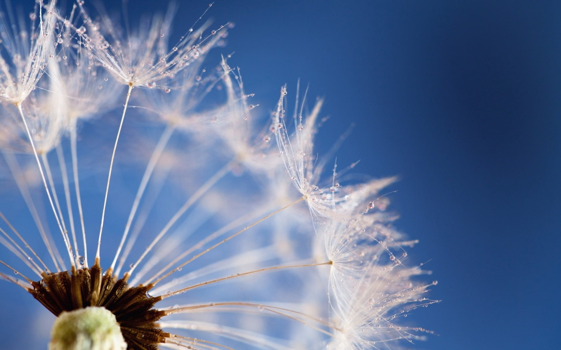 crop, outdoors, day, freshness, yellow, field, sun, growth, stem, macro, fluffy, plant, 1080P, beauty In Nature, no People, selective focus, flower head, HD Wallpaper