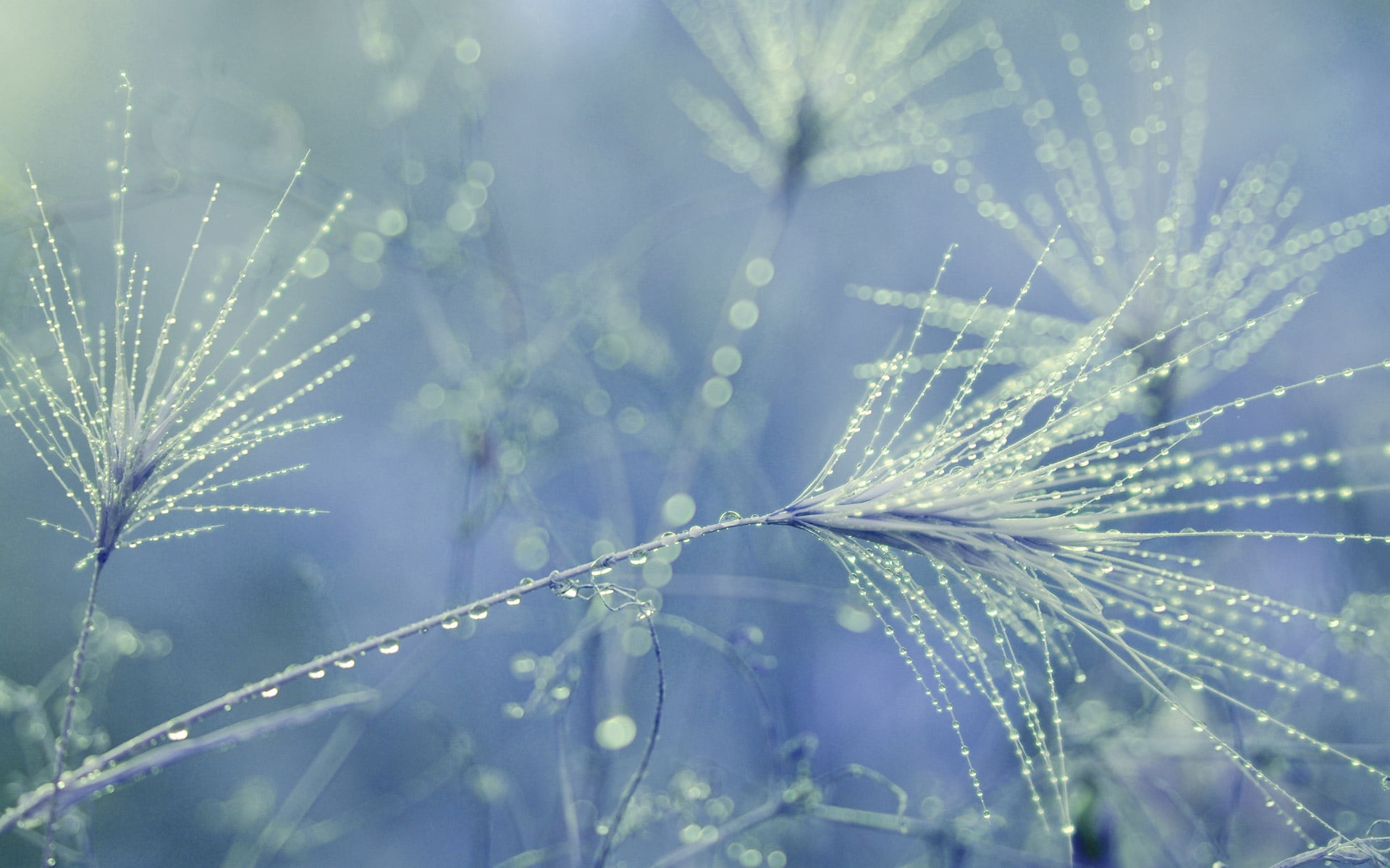 environment, season, beauty In Nature, flower, bright, dew, light - Natural Phenomenon, outdoors, grass, morning, drop, softness, soft focus, seeds, seed, HD Wallpaper
