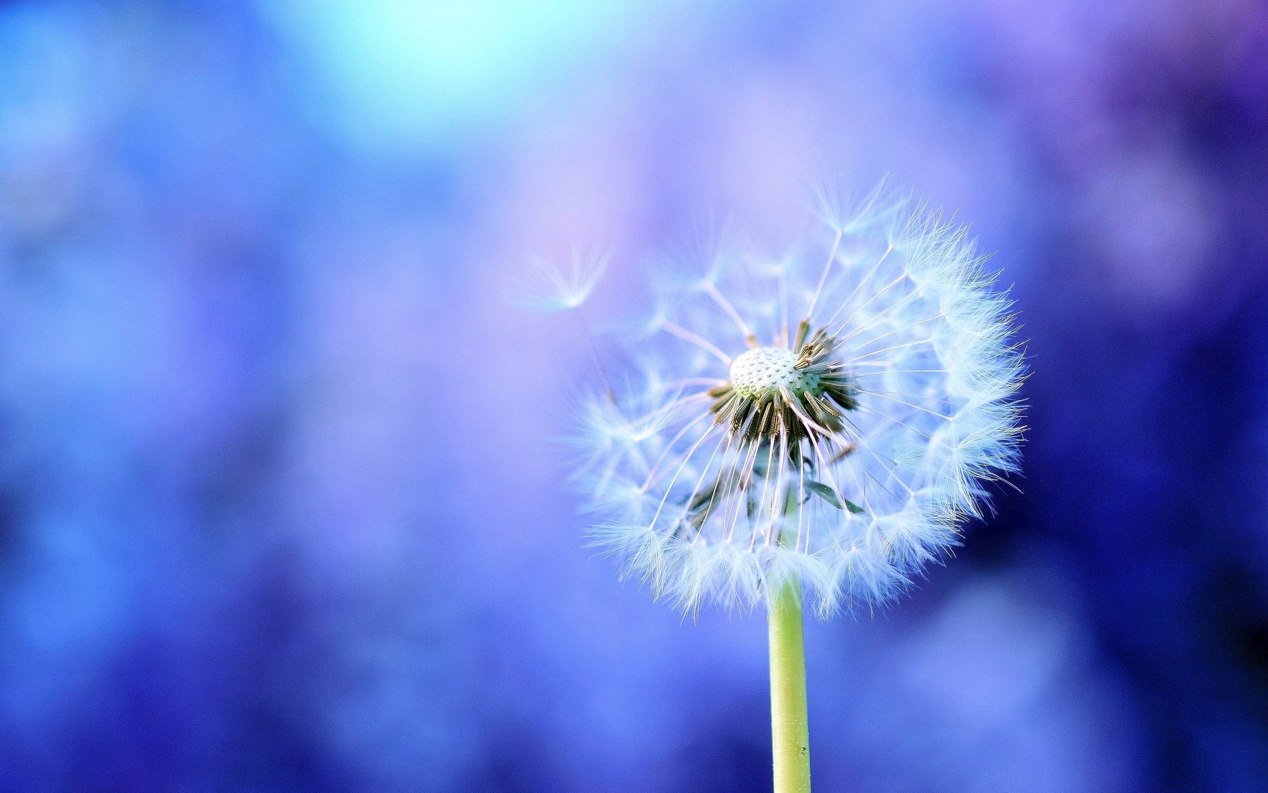 beauty In Nature, wildflower, macro, green Color, flower Head, flowering plant, outdoors, softness, dandelion seed, blue, feathers, close-up, uncultivated, HD Wallpaper