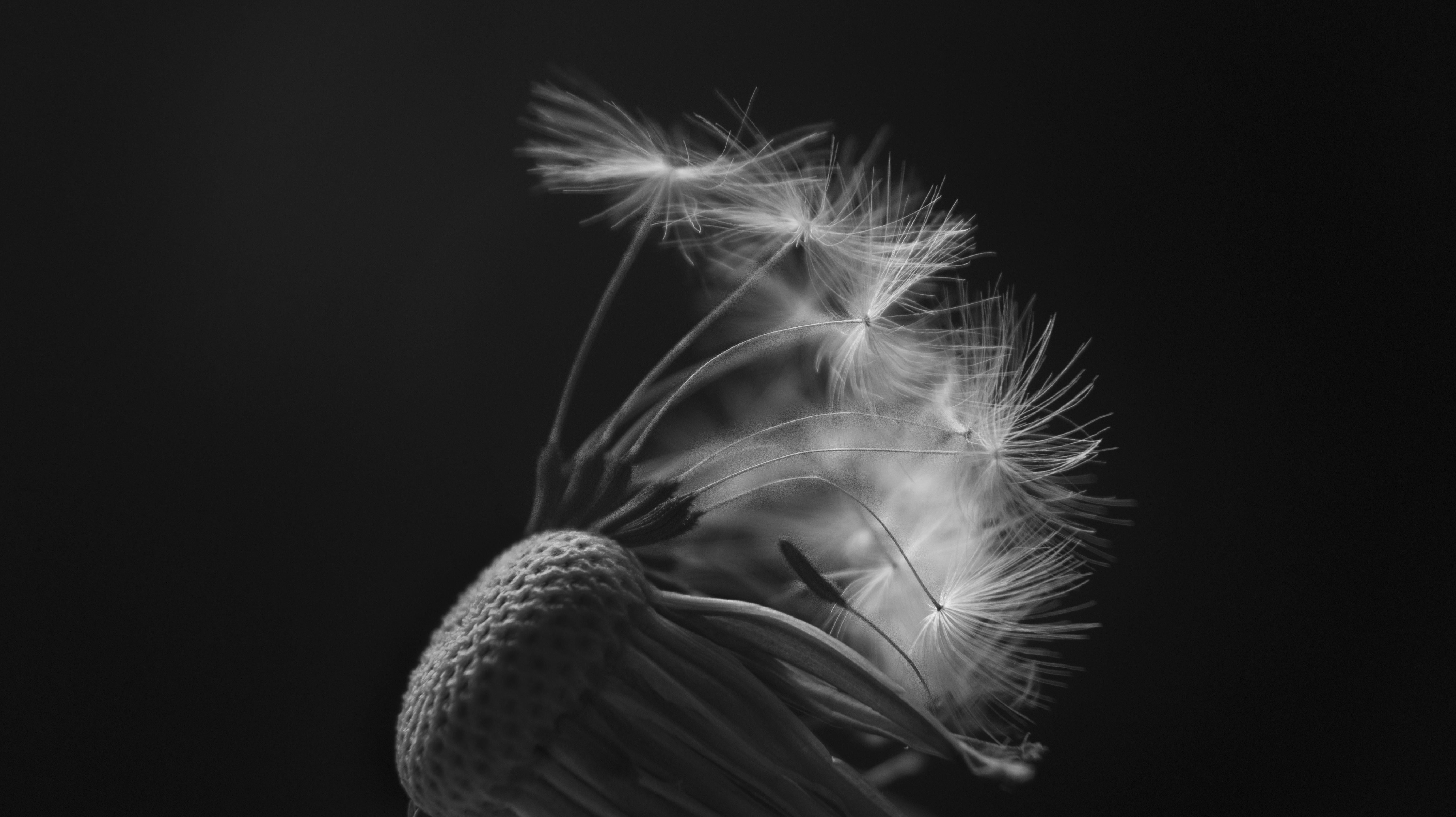 seed, Relative, grayscale, Time, Perspective, 5K, Depth, Detail, World, exposure, Earth, Fall, mechanism, Commons, photography, close-up, Attribution, HD Wallpaper