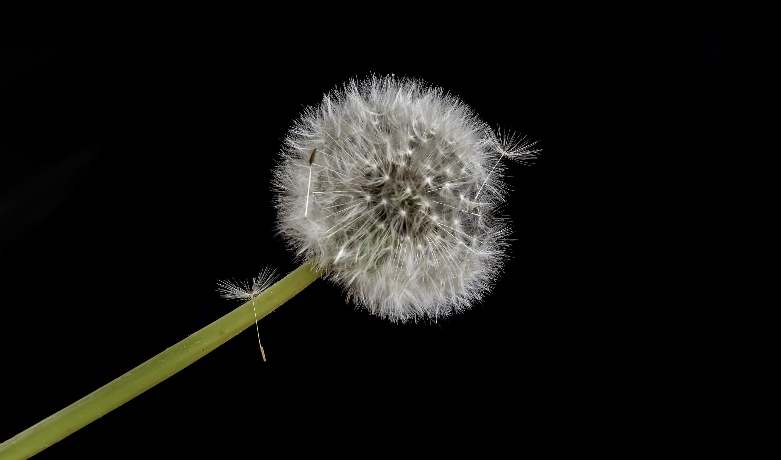 plants, growth, black background, 2K, freshness, flowering plant, flower, flowers, vulnerability, copy space, studio shot, nature, fragility, softness, HD Wallpaper