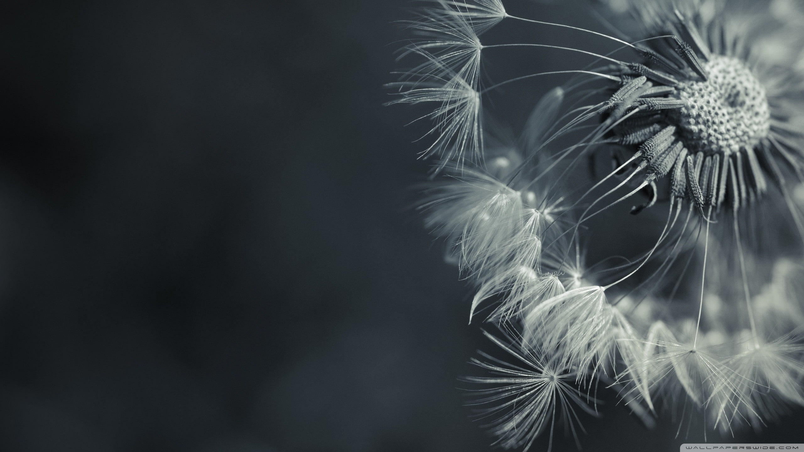 fragility, day, focus on foreground, beauty in nature, freshness, dandelion, selective focus, softness, flower head, flowering plant, no people, flowers, HD Wallpaper