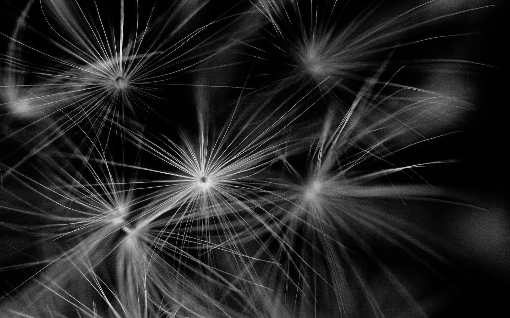 close-up, dandelion seed, black background, vulnerability, softness, freshness, flower, flowering plant, nature, no people, selective focus, seed, monochrome, HD Wallpaper