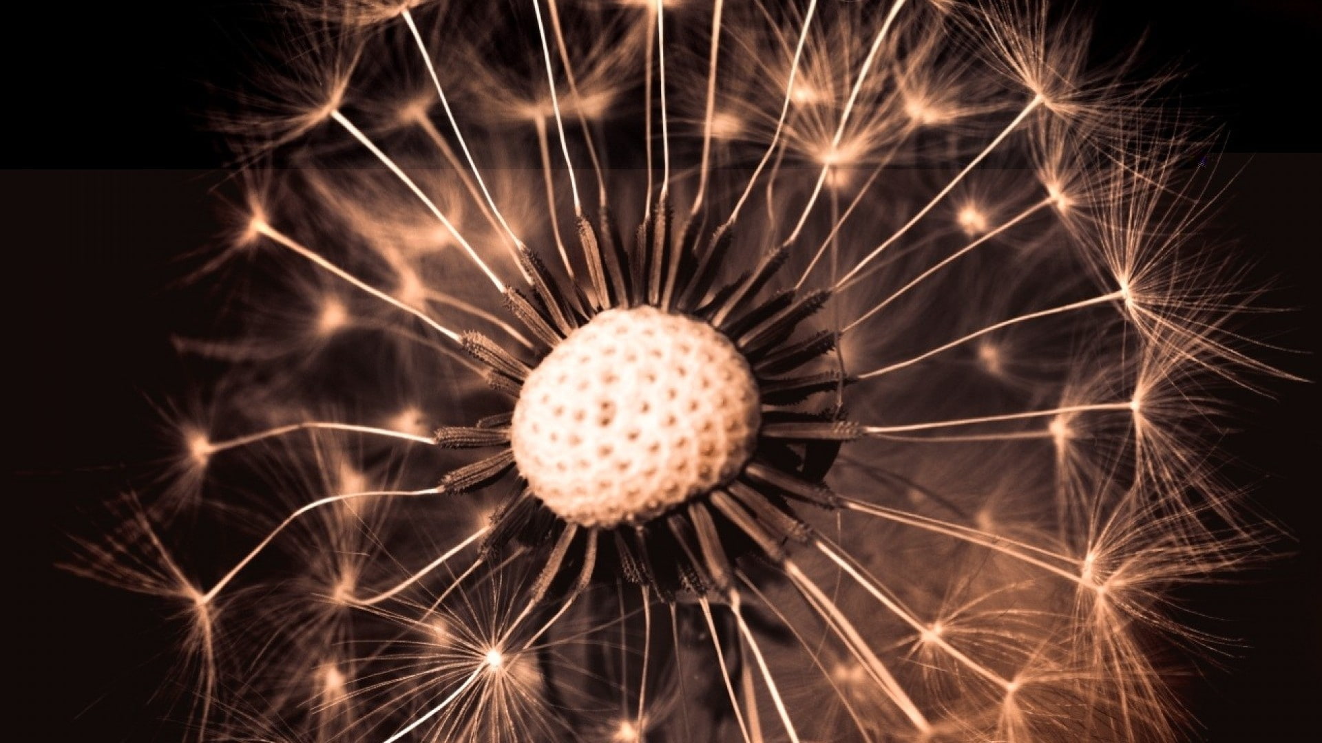black background, 1080P, night, firework, close-up, fragility, geometric shape, outdoors, sphere, concentric, seed, backgrounds, shape, circle, no people, HD Wallpaper