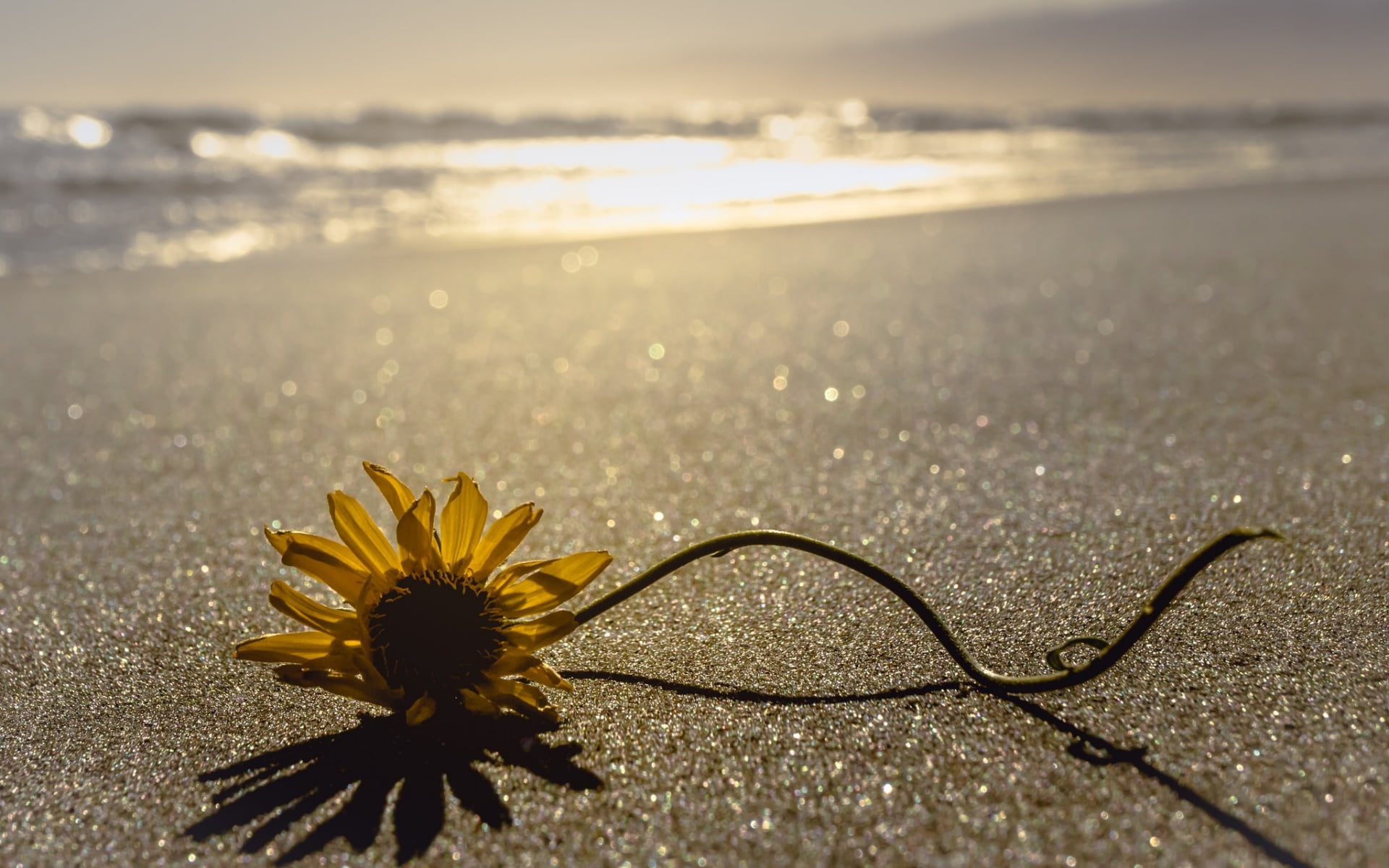 no people, plant, dandelion seed, softness, sky, sunlight, sea, beauty in nature, flowers, floor, outdoors, fragility, land, close-up, sand, sunflower, HD Wallpaper