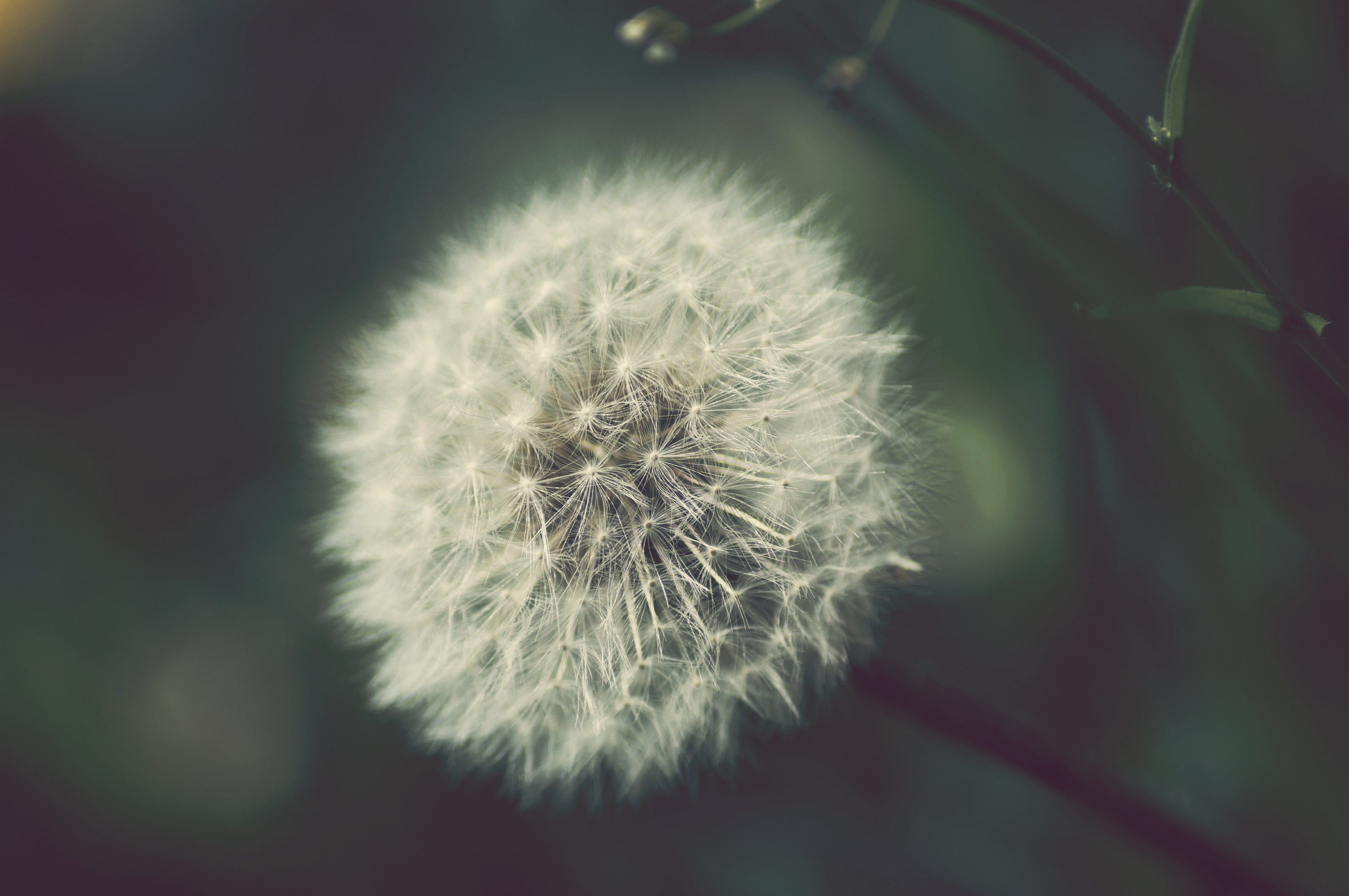 dandelion seed, inflorescence, outdoors, flower, growth, plant, selective focus, vulnerability, 4K, beauty in nature, focus on foreground, flowering plant, HD Wallpaper