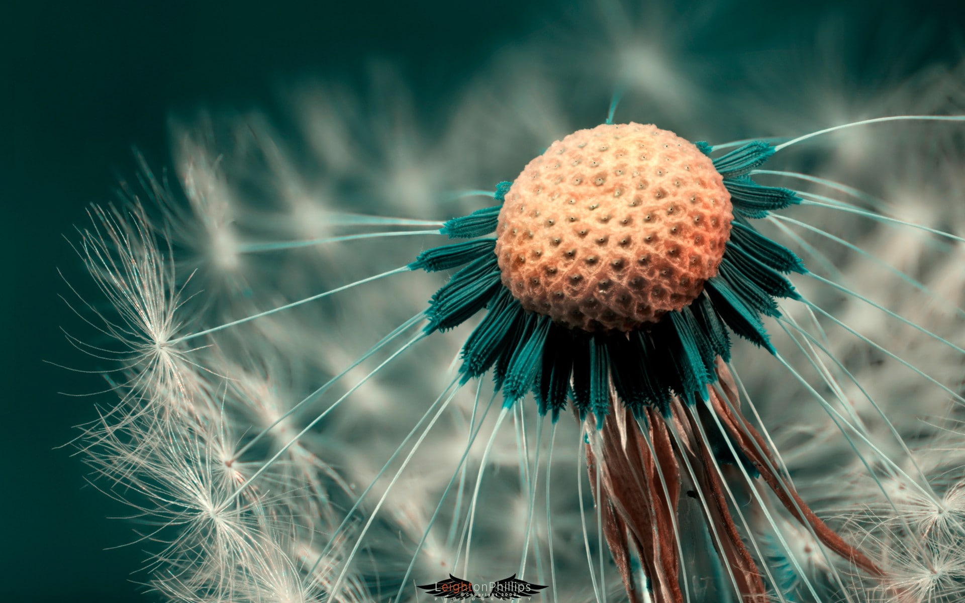 day, flower, dandelion seed, vulnerability, beauty in nature, green, flowering plant, nature, 1080P, dandelion, close-up, inflorescence, outdoors, freshness, HD Wallpaper