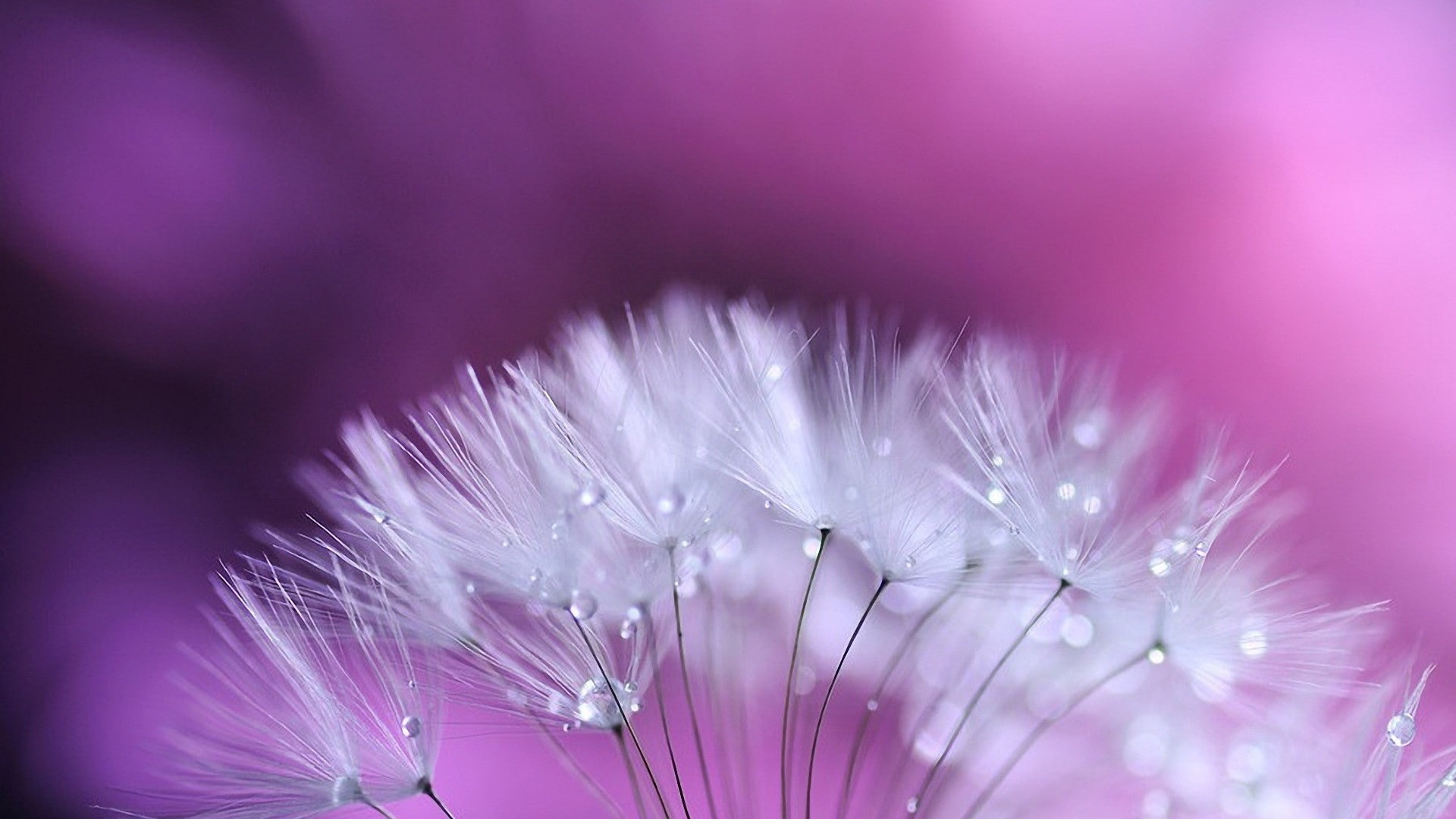 closeup, plants, purple, flower head, dandelion seed, flower, selective focus, plant, pink color, no people, flowering plant, outdoors, beauty in nature, HD Wallpaper