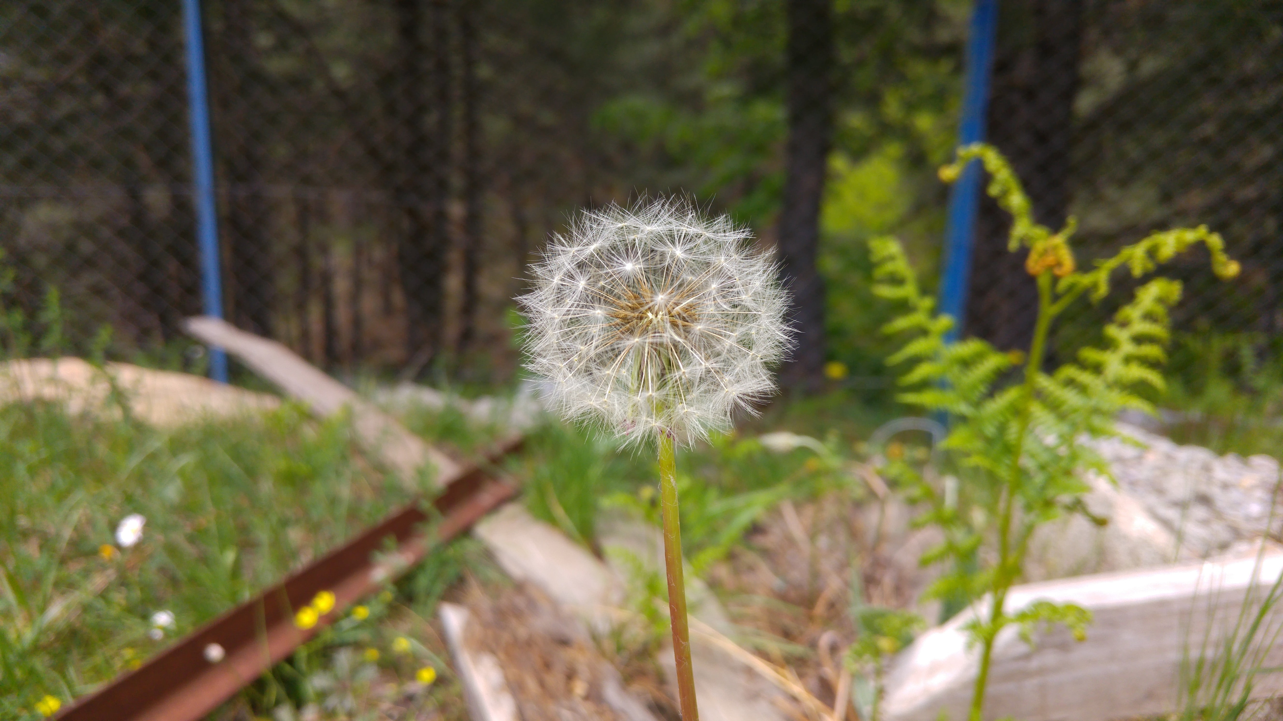flowering plant, nature, land, 5K, plants, inflorescence, softness, growth, no people, dandelion seed, dandelion, flower head, vulnerability, outdoors, HD Wallpaper