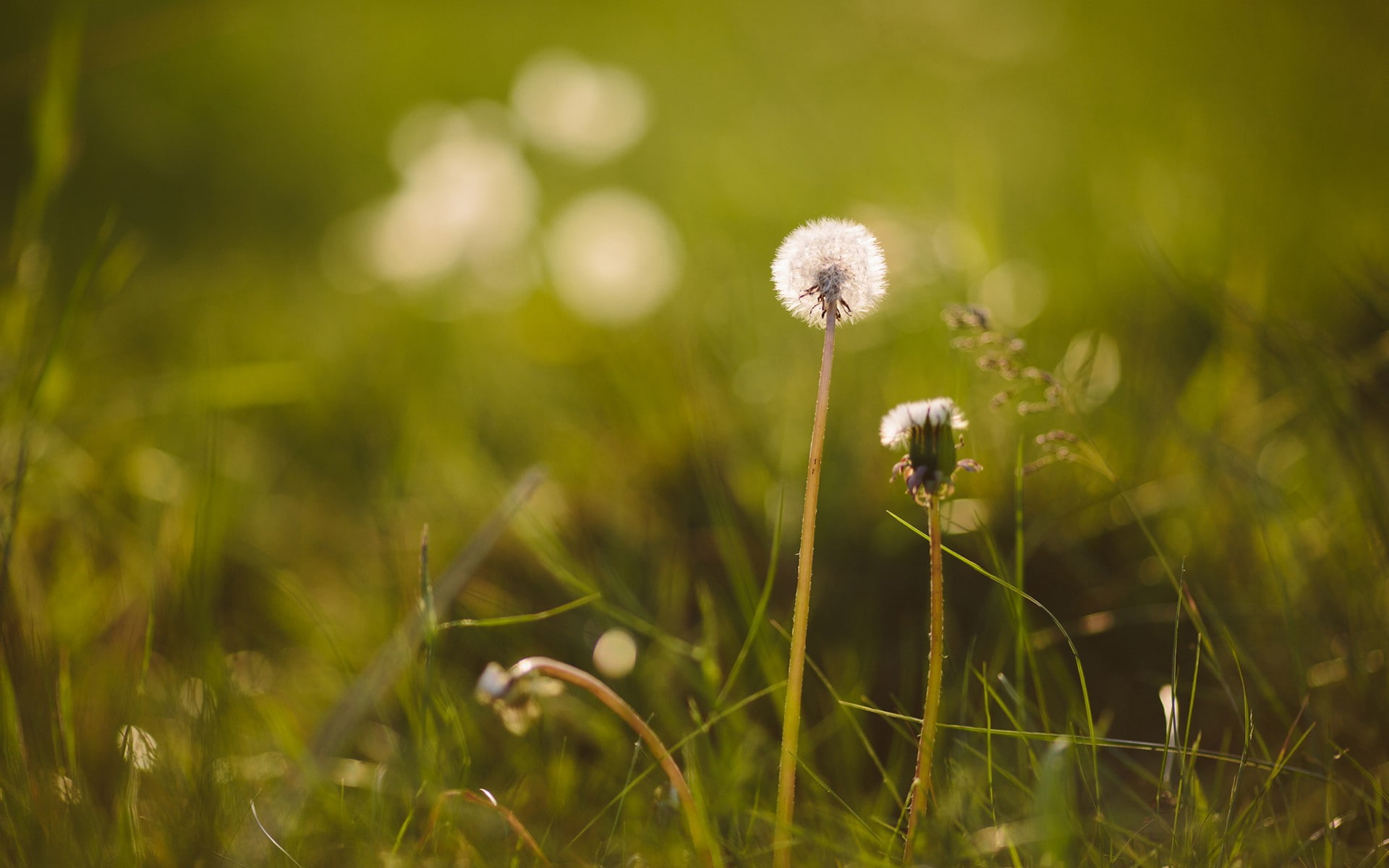 green color, macro, beauty in nature, plants, vulnerability, day, nature, close-up, land, freshness, flowering plant, 1080P, sunlight, dandelion, no people, HD Wallpaper