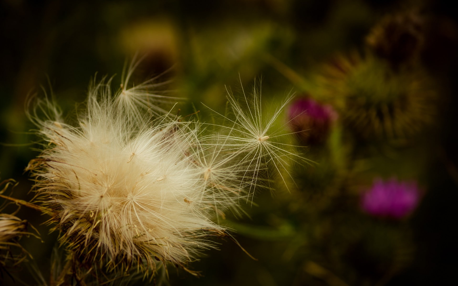focus on foreground, flower head, day, 1080P, vulnerability, inflorescence, dandelion seed, plants, flower, freshness, fragility, beauty in nature, softness, HD Wallpaper