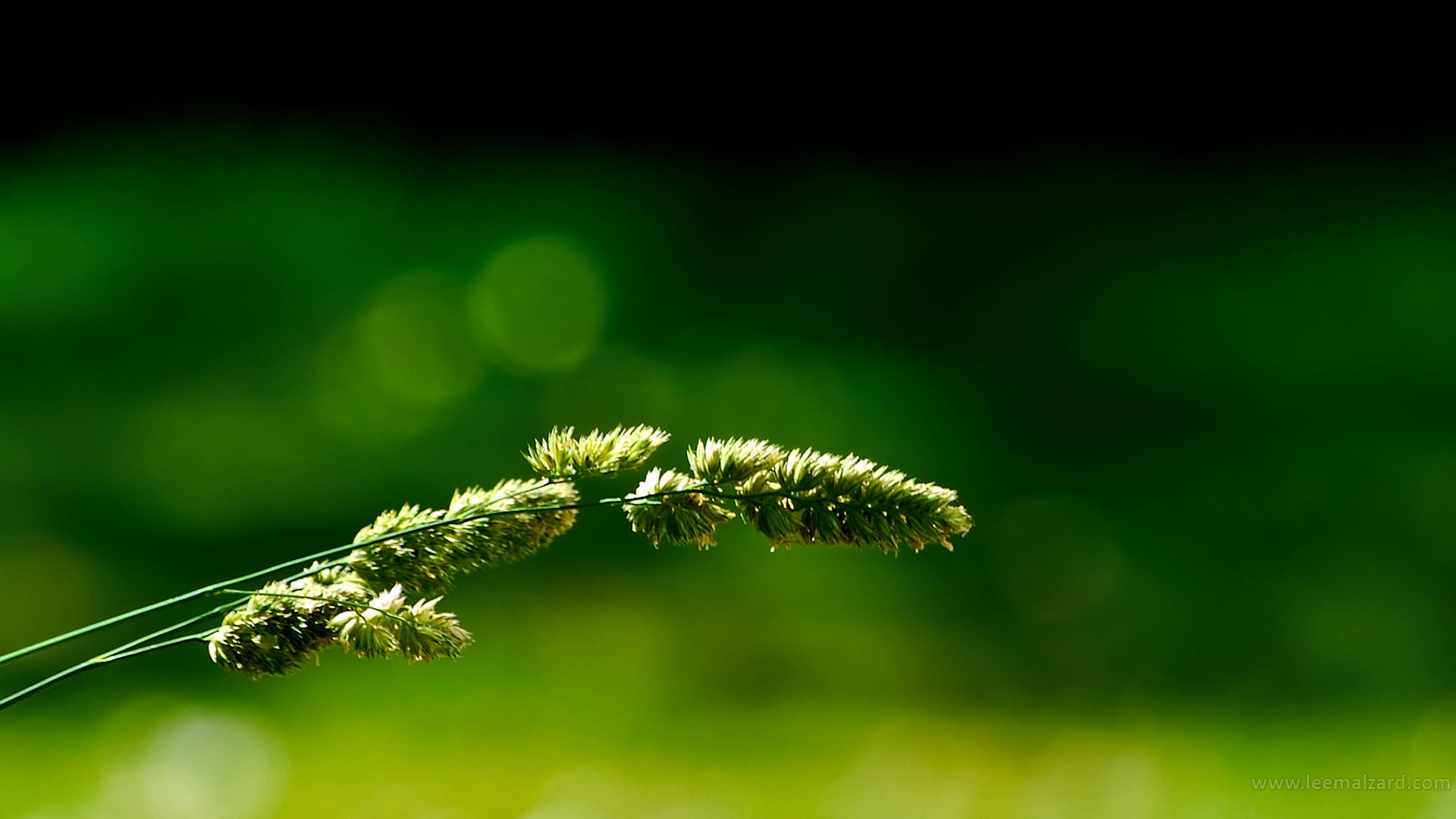 1080P, fragility, outdoors, plants, grass, green color, plant, insect, close-up, selective focus, animals in the wild, nature, flower, green, one animal, HD Wallpaper