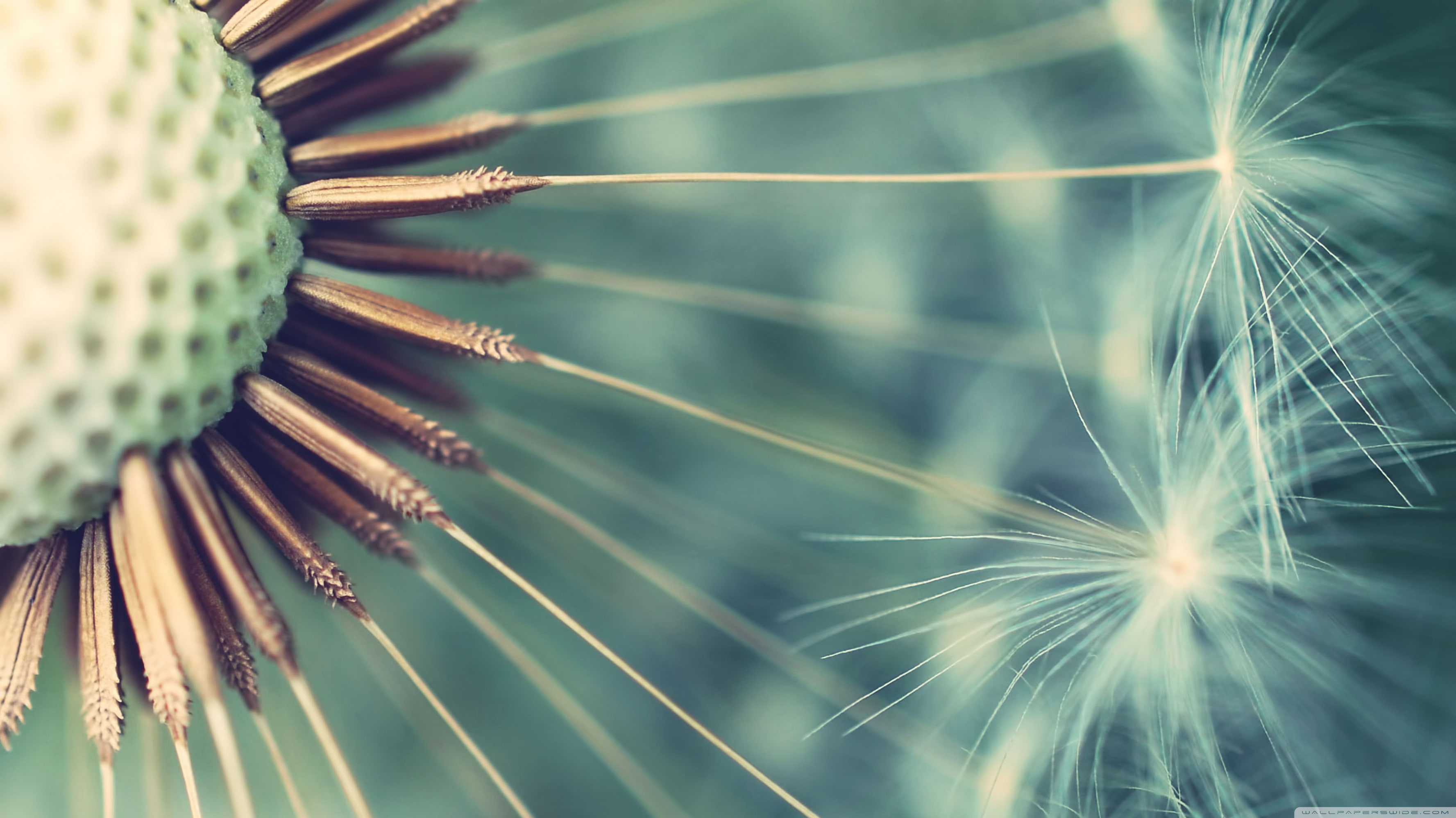 green color, no people, close-up, plant, growth, outdoors, flowers, nature, fragility, flowering plant, focus on foreground, flower, flower head, coniferous tree, HD Wallpaper