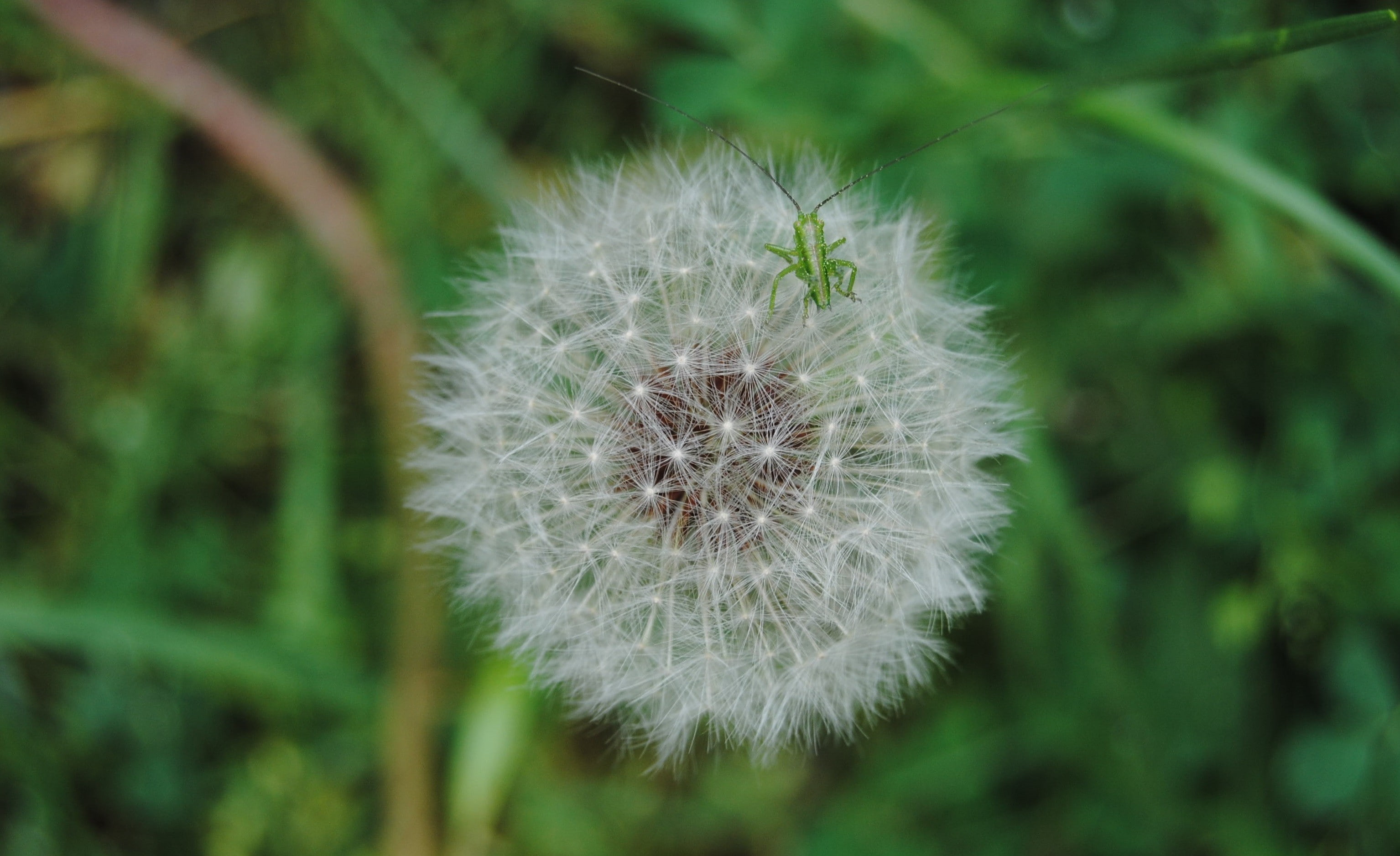 plants, dandelion seed, growth, flowering plant, day, photography, flower, animals, beauty in nature, softness, flower head, white color, insect, vulnerability, HD Wallpaper