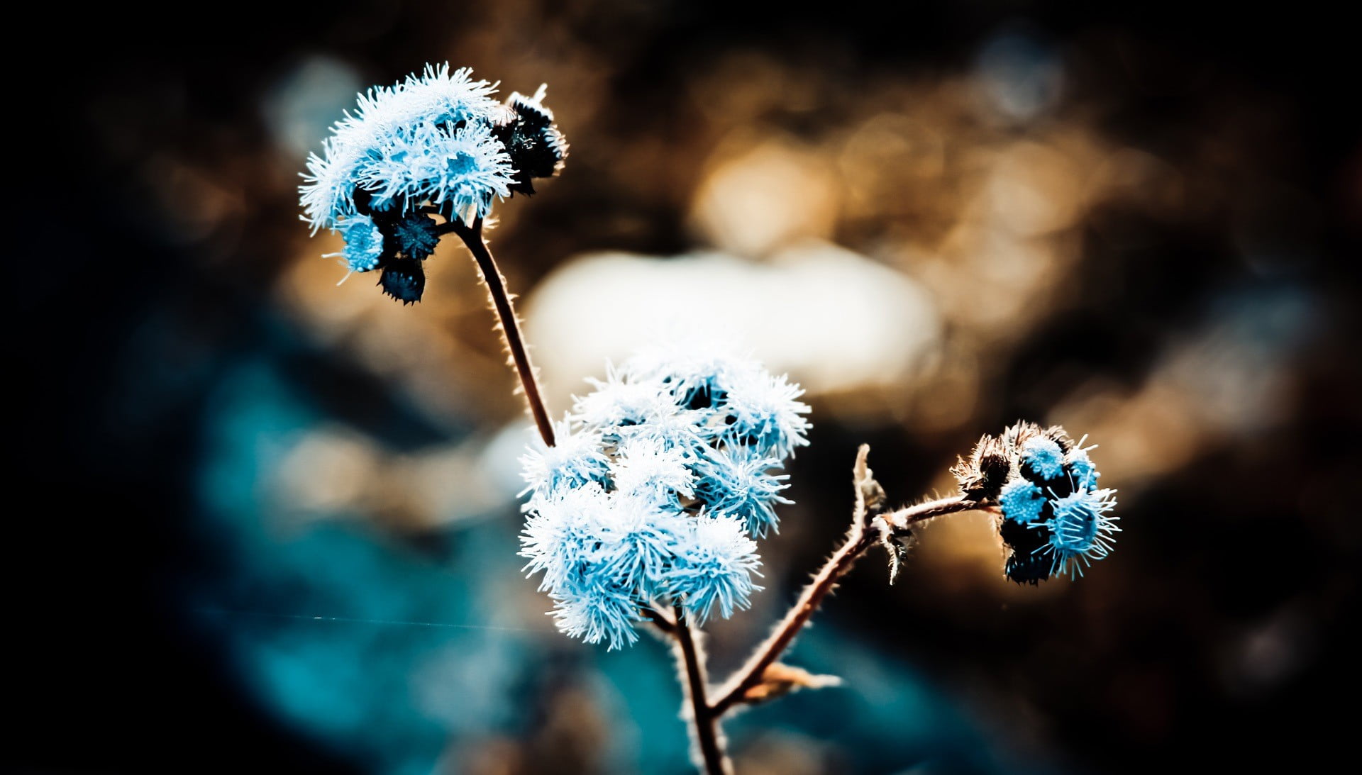 softness, flowering plant, day, blue, plant, beauty in nature, no people, winter, flower, growth, 1080P, close-up, freshness, white color, dandelion, flower head, HD Wallpaper
