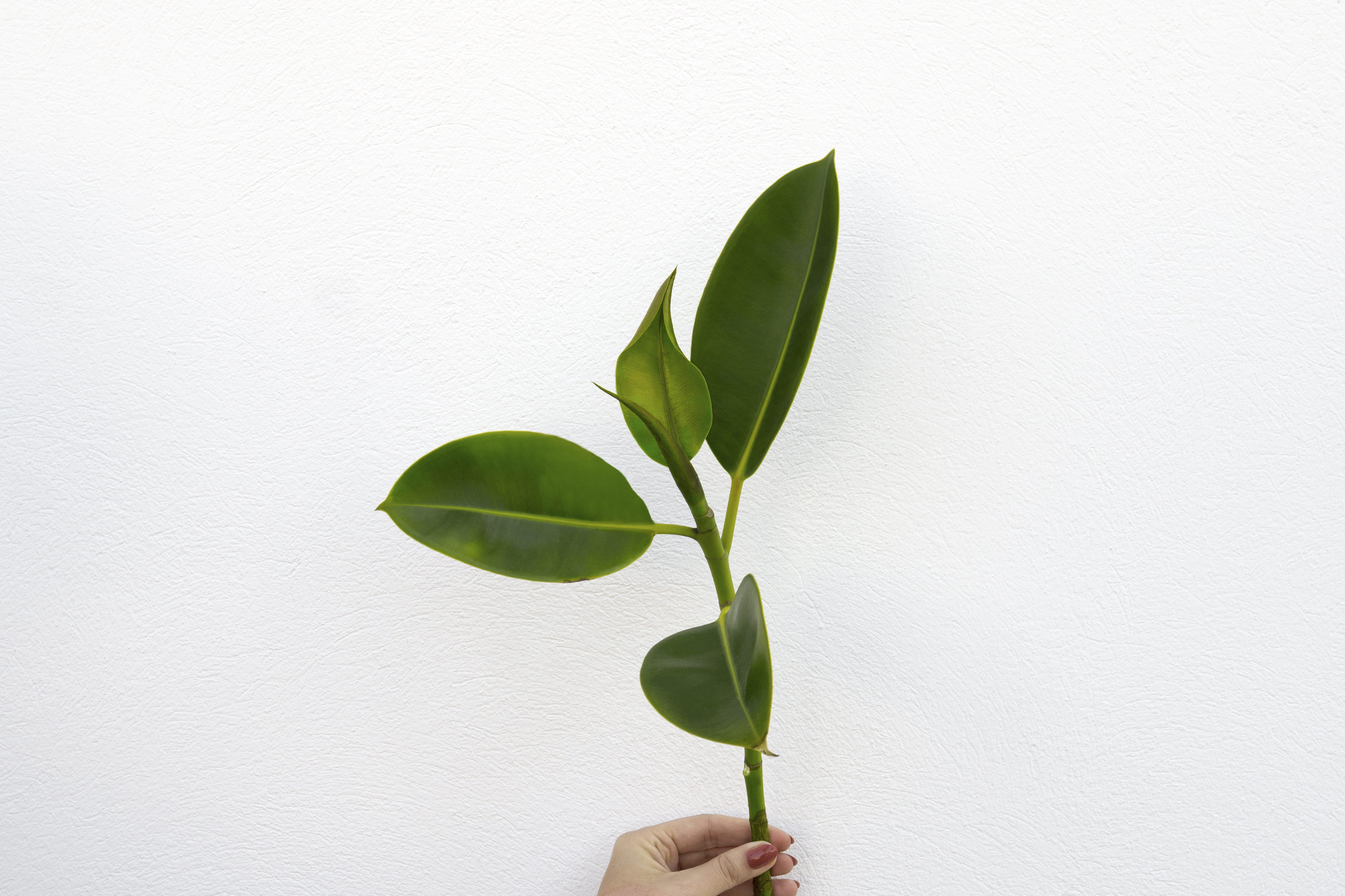 finger, holding, human body part, hand, nature, white background, indoors, wall - building feature, leafe, white wall, minimal, copy space, green, leaf, HD Wallpaper