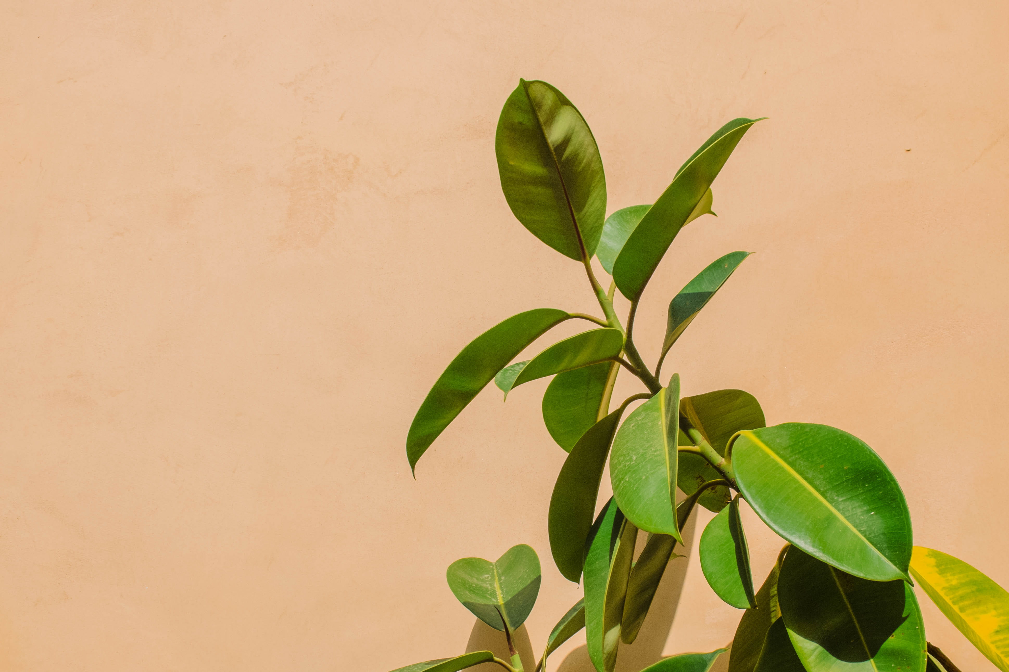 fig, wall, freshness, spain, day, growth, pink, food and drink, detail, rubber, 4K, food, close-up, light, leaves, green, no people, studio shot, closeup, HD Wallpaper