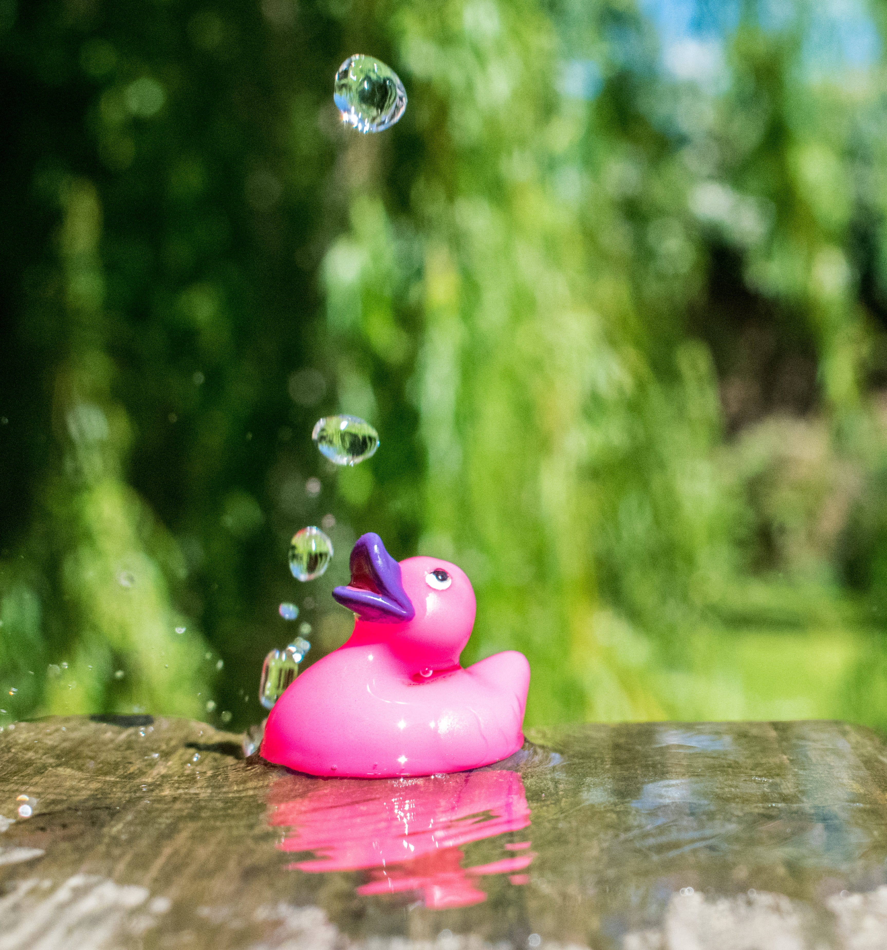 funny, rubber duck, no people, summer, Sunshine, fun, waterfront, wet, close-up, representation, Splash, pink color, bubble, plant, motion, 2K, Toy, Rubberduck, Phone HD Wallpaper