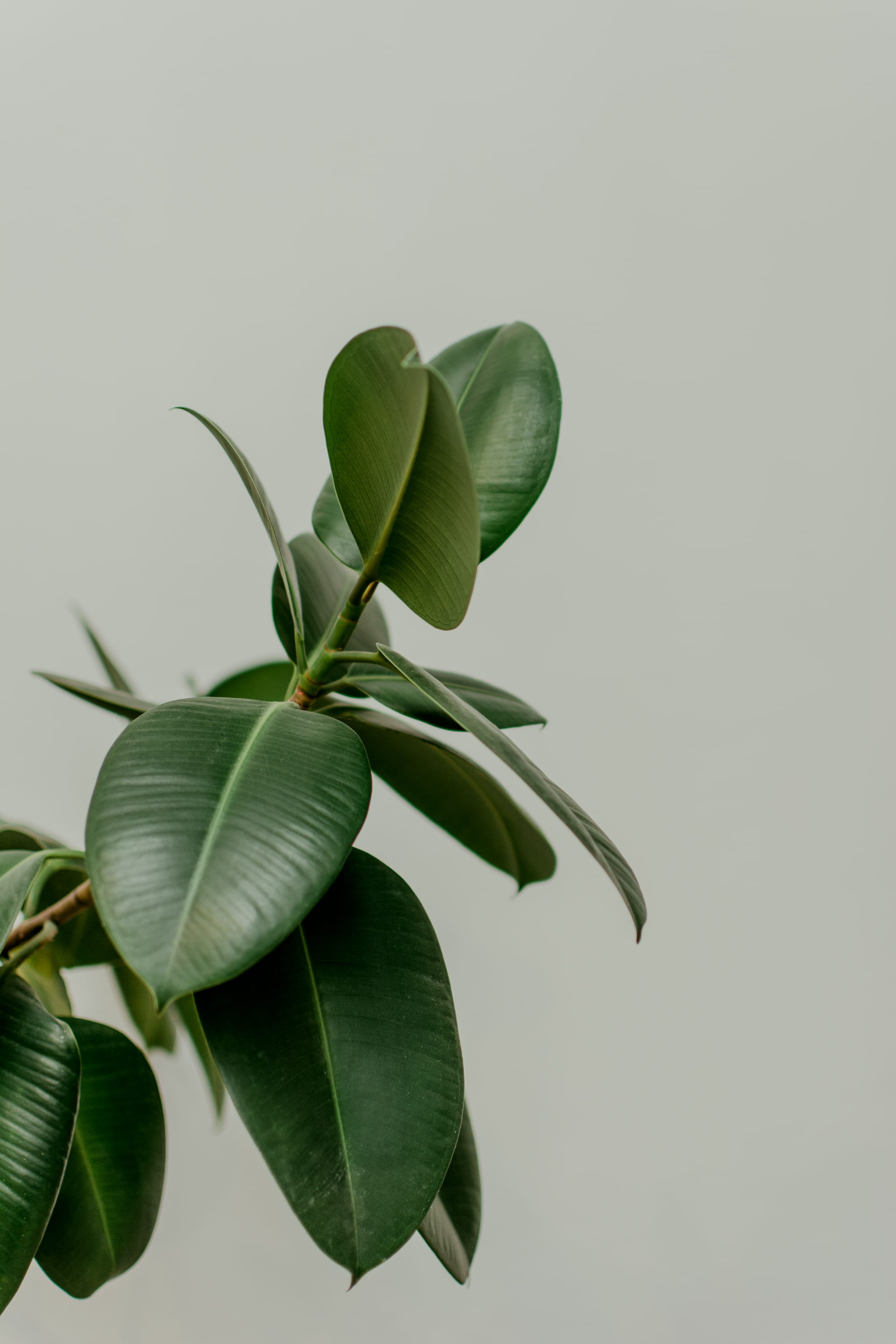 photography, day, studio shot, nature, plant, white background, no people, beside, rubber, leafed, freshness, close-up, green, focus on foreground, 2K, Phone HD Wallpaper