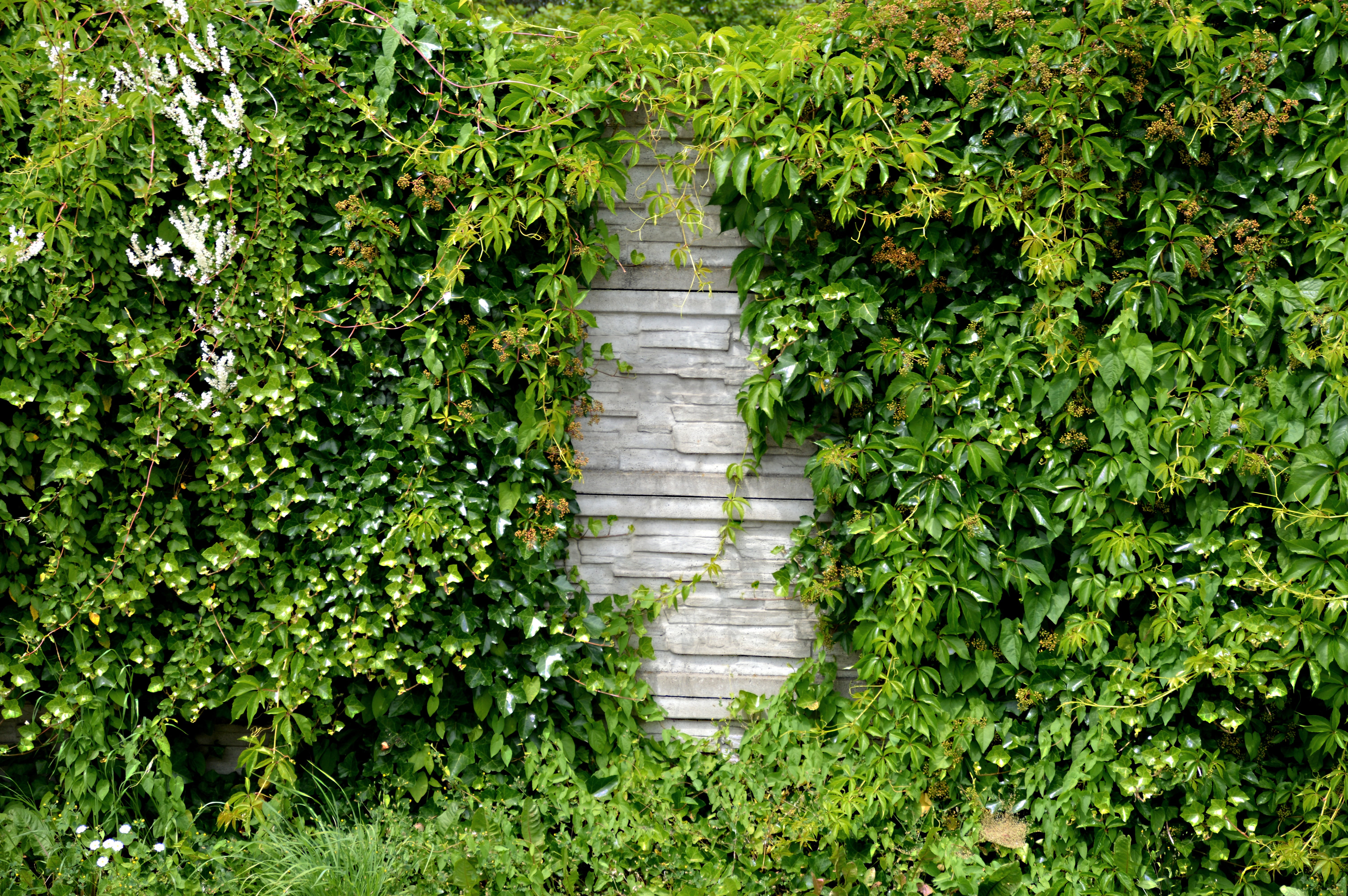garden, 5K, noise barrier, day, footpath, land, wall - Building Feature, green, beauty in nature, stone wall, direction, plant part, overgrown, no people, HD Wallpaper