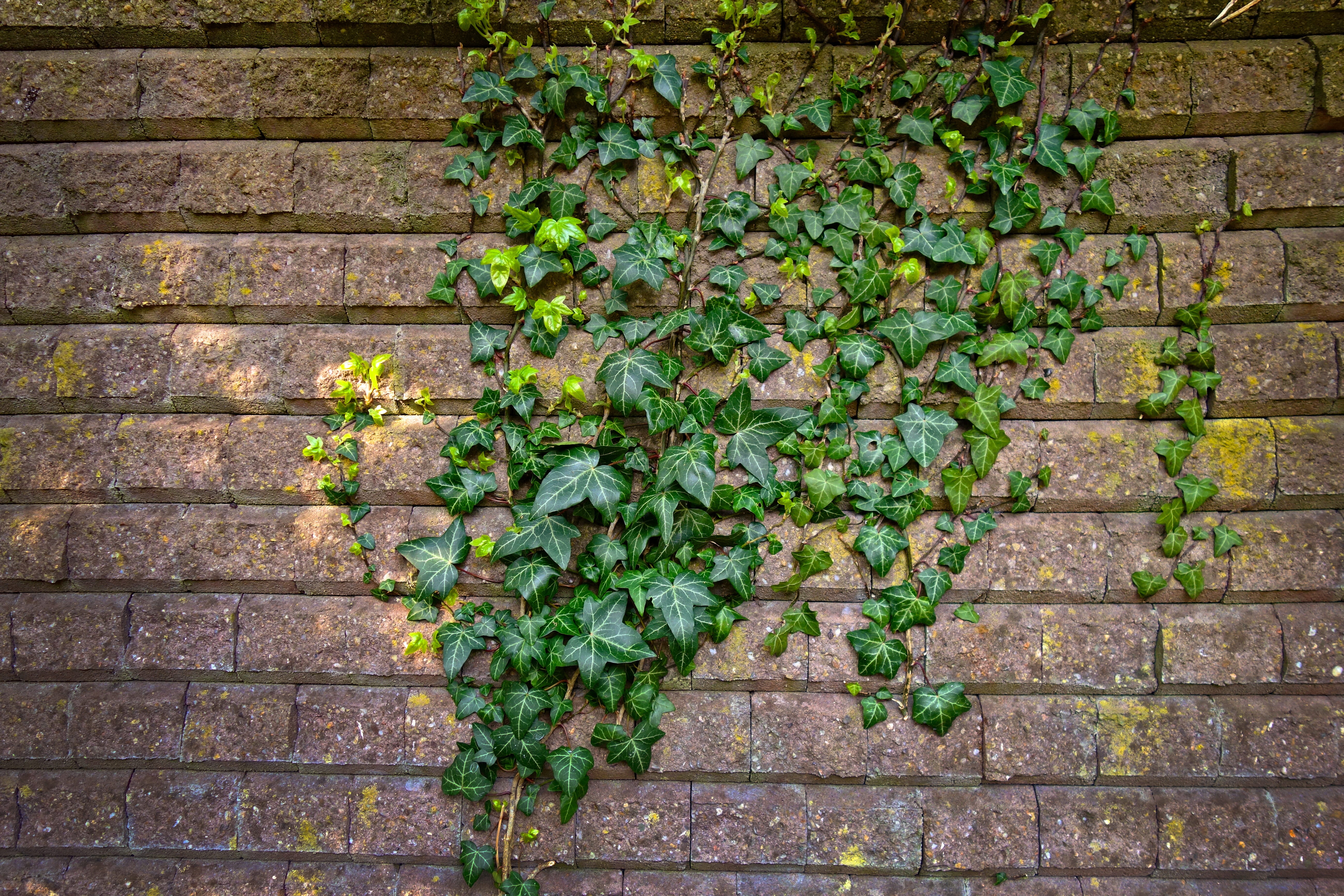 brick, wall background, vine, climber, wall backdrop, growth, wall, brickwork, outdoors, plant, no people, ivy texture, architecture, creeper plant, day, HD Wallpaper