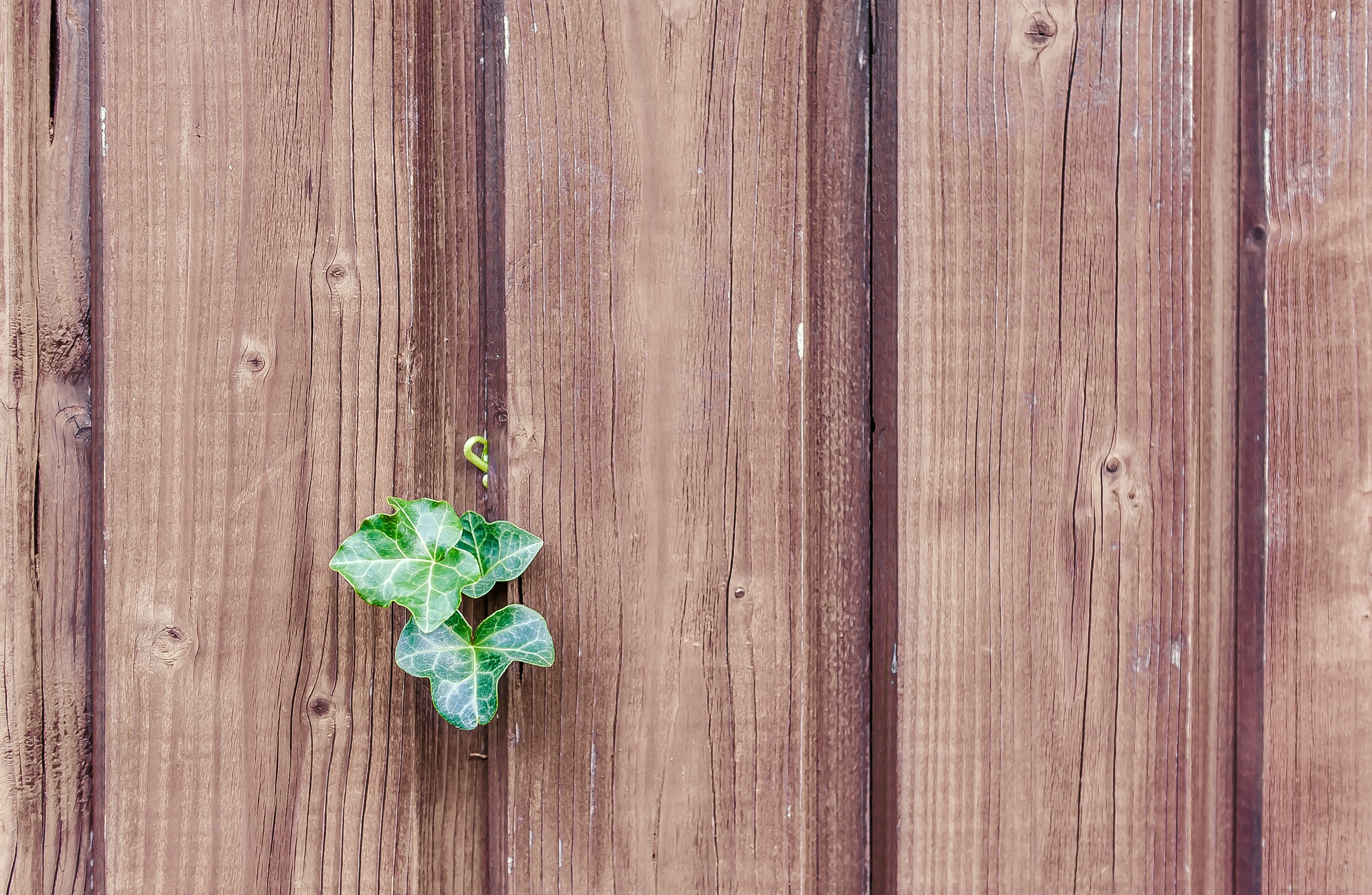 wood grain, security, wood - material, climber, outdoors, nature, ivy, wooden wall, paling, no people, wall, background, plank, protection, brown, textured, HD Wallpaper