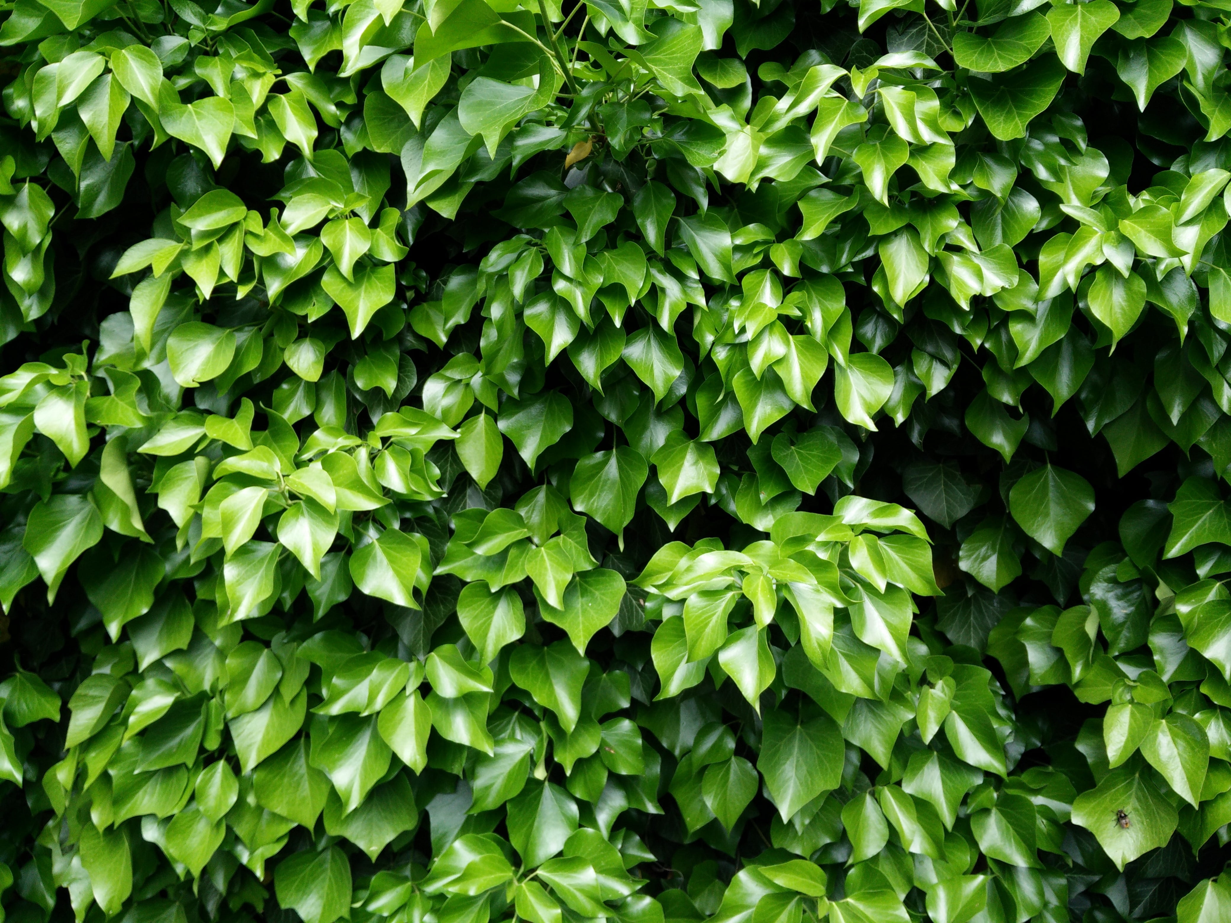 color, freshness, nature, botany, lush foliage, light, still life, full frame, lush green, plant part, bright, colorful, no people, leaf, ivy wall, beauty in nature, HD Wallpaper