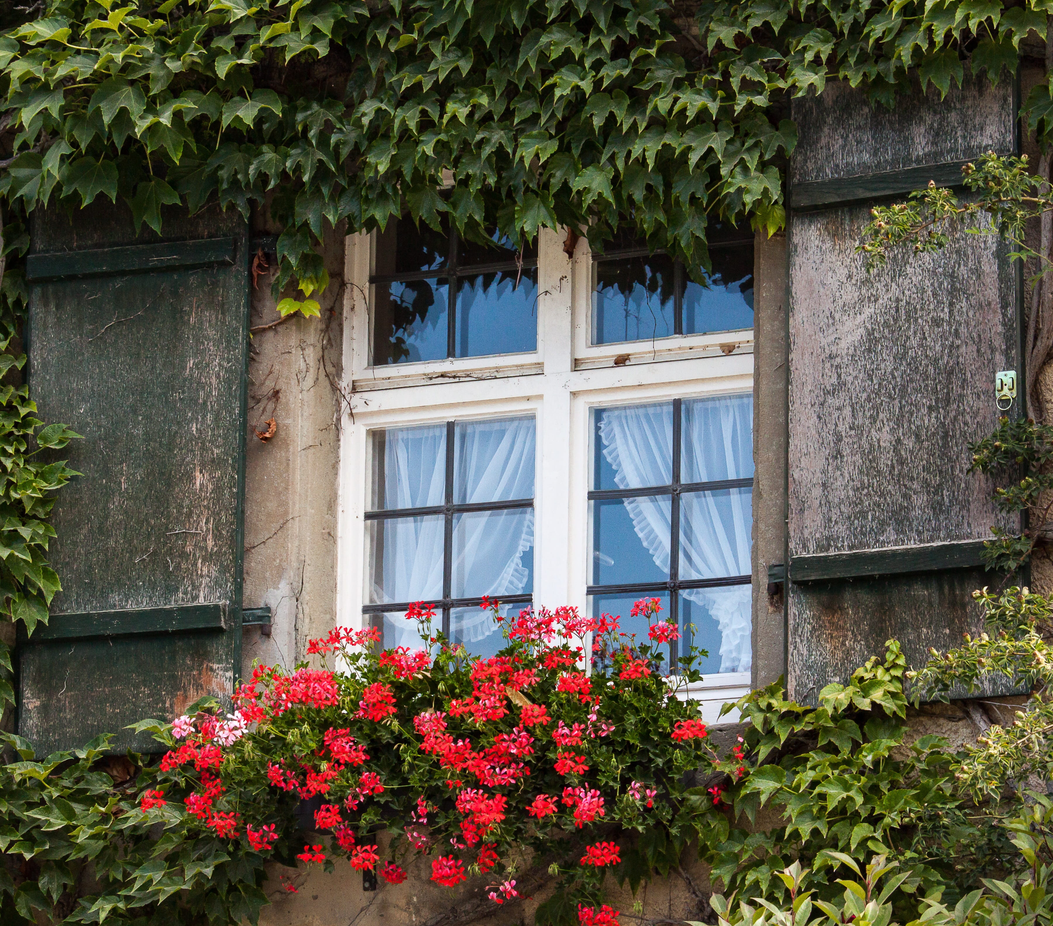 no people, window, 2K, green color, nature, window box, wall, vulnerability, window frame, house, house facade, day, ivy, flower, outdoors, flowering plant, HD Wallpaper