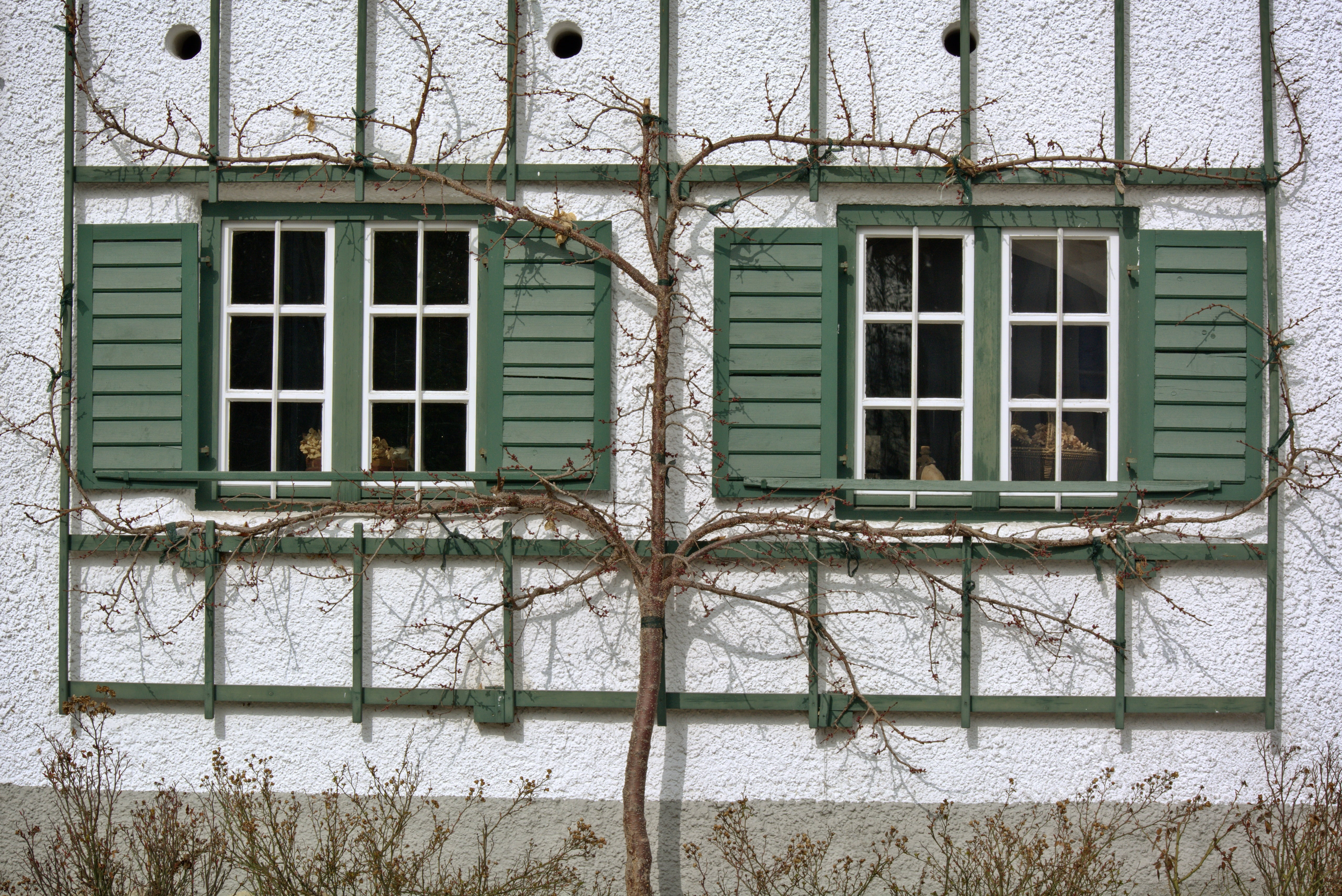 abandoned, shutters, deco, plant, climber, security, old, home, day, facade, safety, shutter, wall - building feature, 4K, romantic, nature, built structure, HD Wallpaper