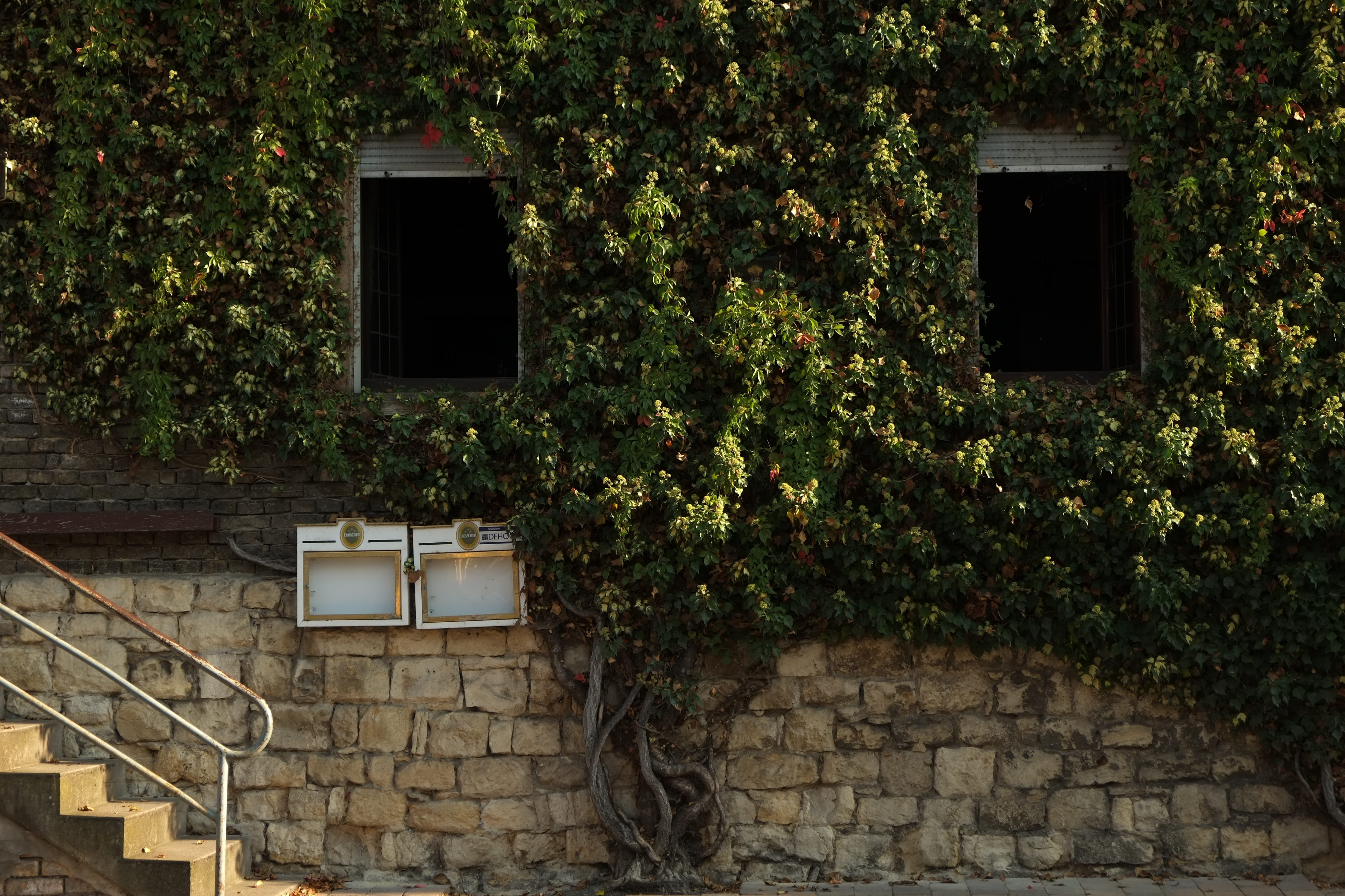 Home, leaves, day, wall - building feature, old, growth, plant, berankt, nature, no people, wine, climber, facade, house facade, building exterior, brick, HD Wallpaper