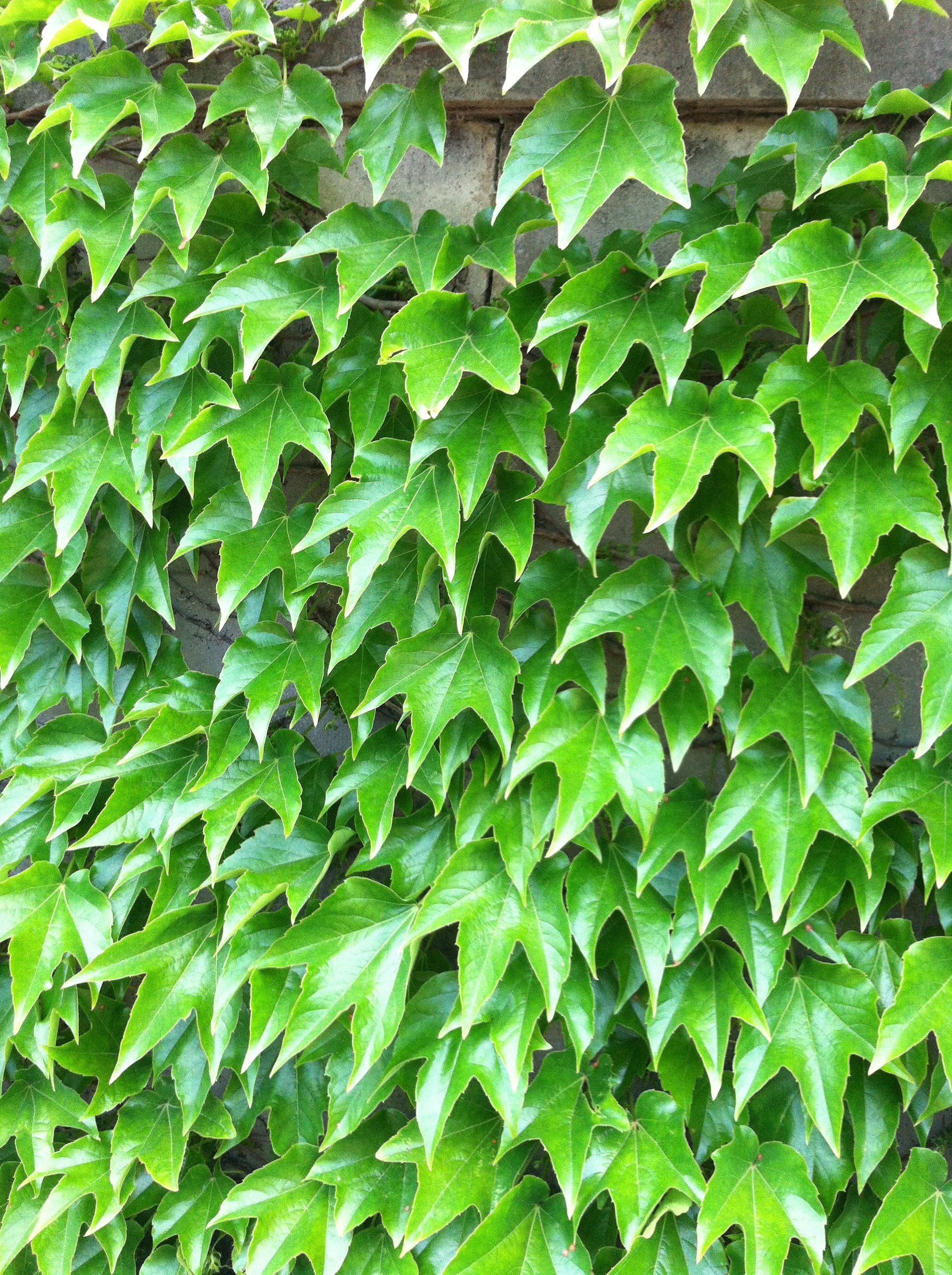 green, ivy, field, tranquility, 2K, growth, freshness, vine, climber plant, plant part, plant, green color, nature, leaves, exterior, backgrounds, outdoors, Phone HD Wallpaper
