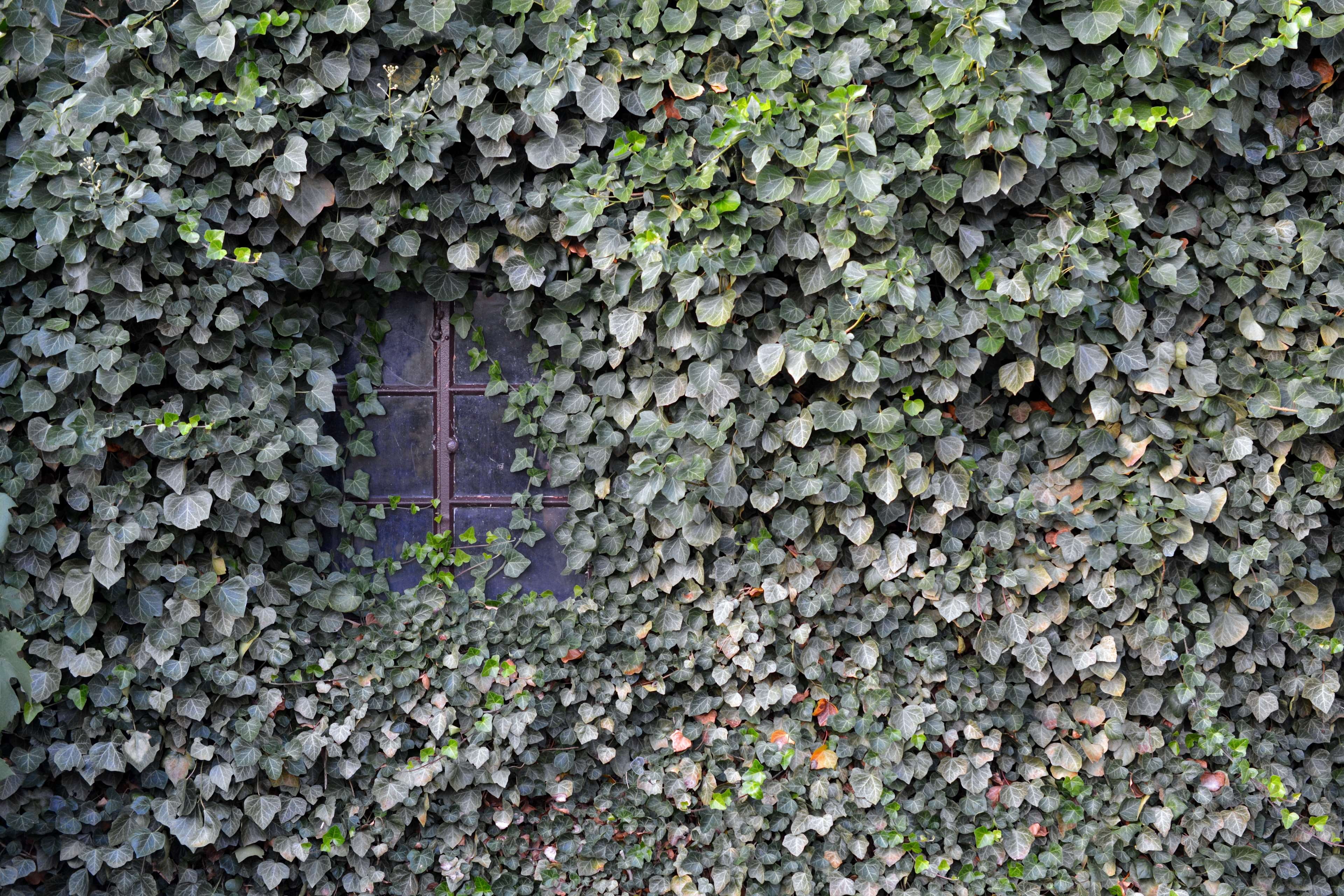 built structure, ivy, background, stone wall, outdoors, architecture, nature, green, backgrounds, ingrowing, plant, building exterior, 4K, solid, wall - building feature, HD Wallpaper