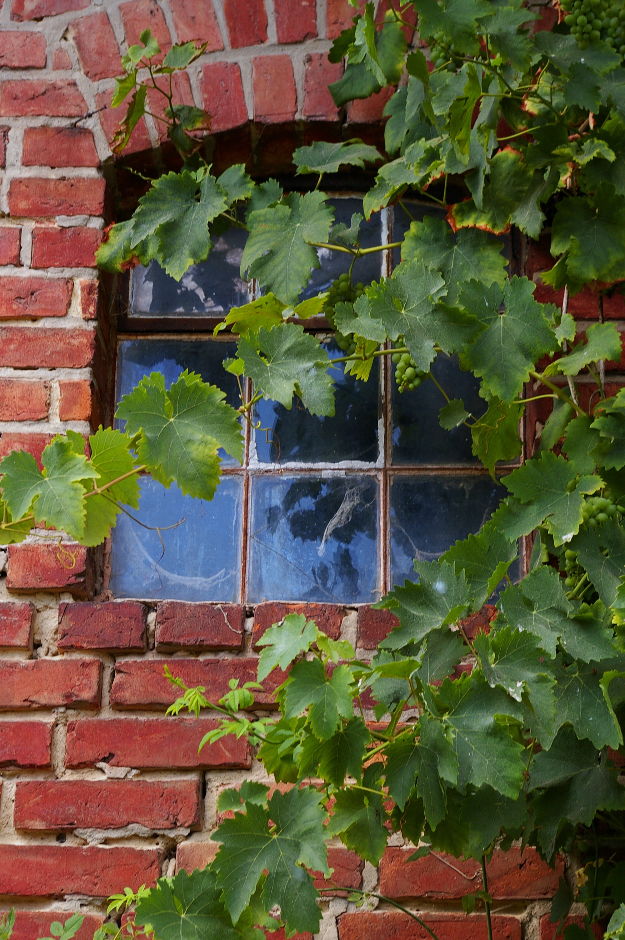 leaves, lovers, romantic, plant, architecture, background, ivy, climber, decorative, cobwebs, past time, brick wall, stones, no people, wall stone, built structure, Phone HD Wallpaper