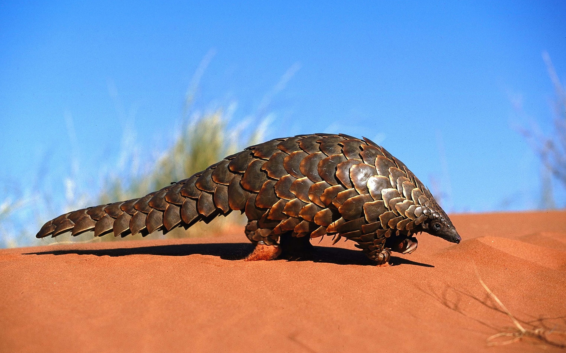 day, close-up, one animal, pangolin, blue, nature, sky, animal themes, sunlight, animal wildlife, animals in the wild, Animal, brown, 1080P, land, walking, HD Wallpaper