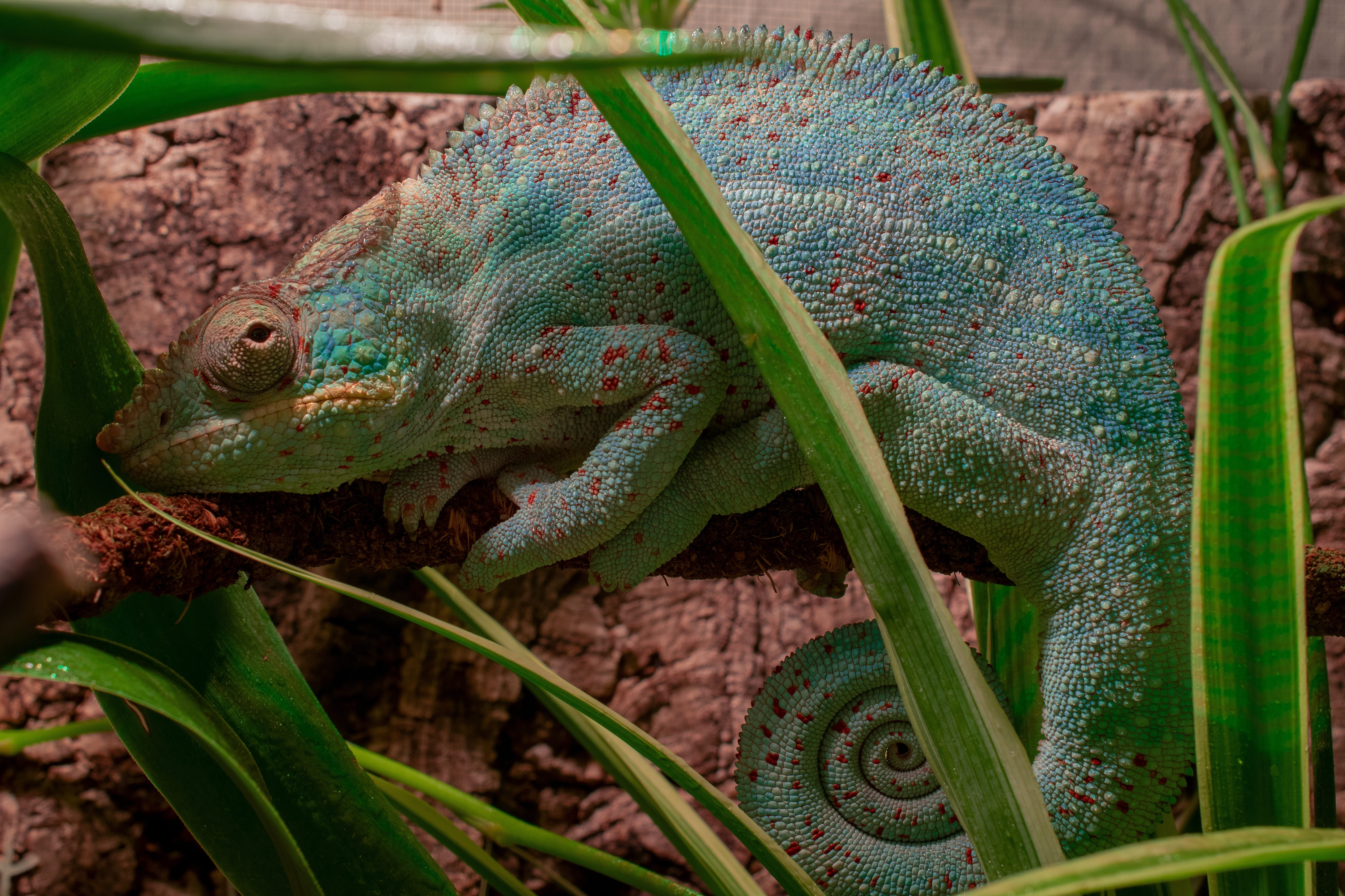 no people, lizards, leaf, tired, exotic, reptile, outdoors, pangolin, terrarium animals, green color, panther chameleon, exot, animal, nature, rain forest dwellers, HD Wallpaper