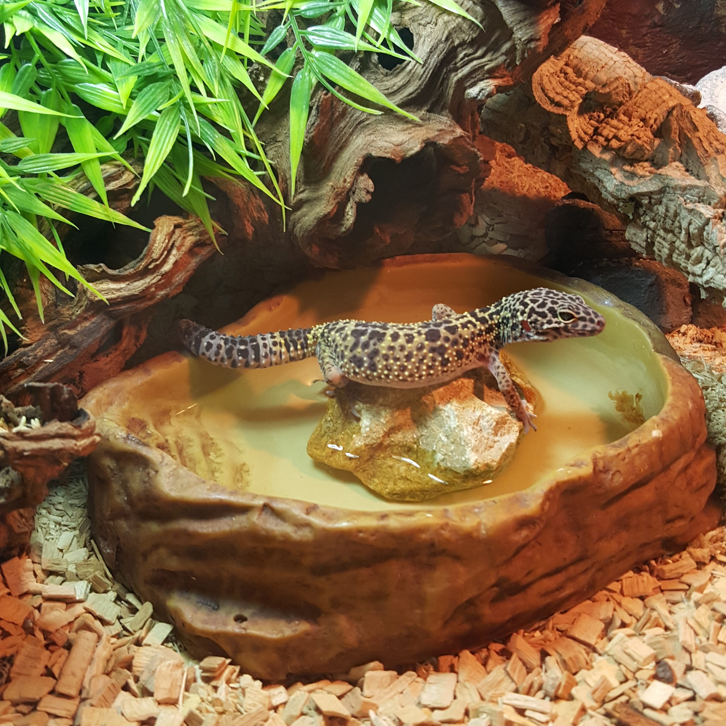 animal world, no people, flora, seychelles, climb, Leopard Gecko, day, animals in captivity, figure, cute, gekko, outdoors, face, terrarium, malagasy taggecko, Phone HD Wallpaper