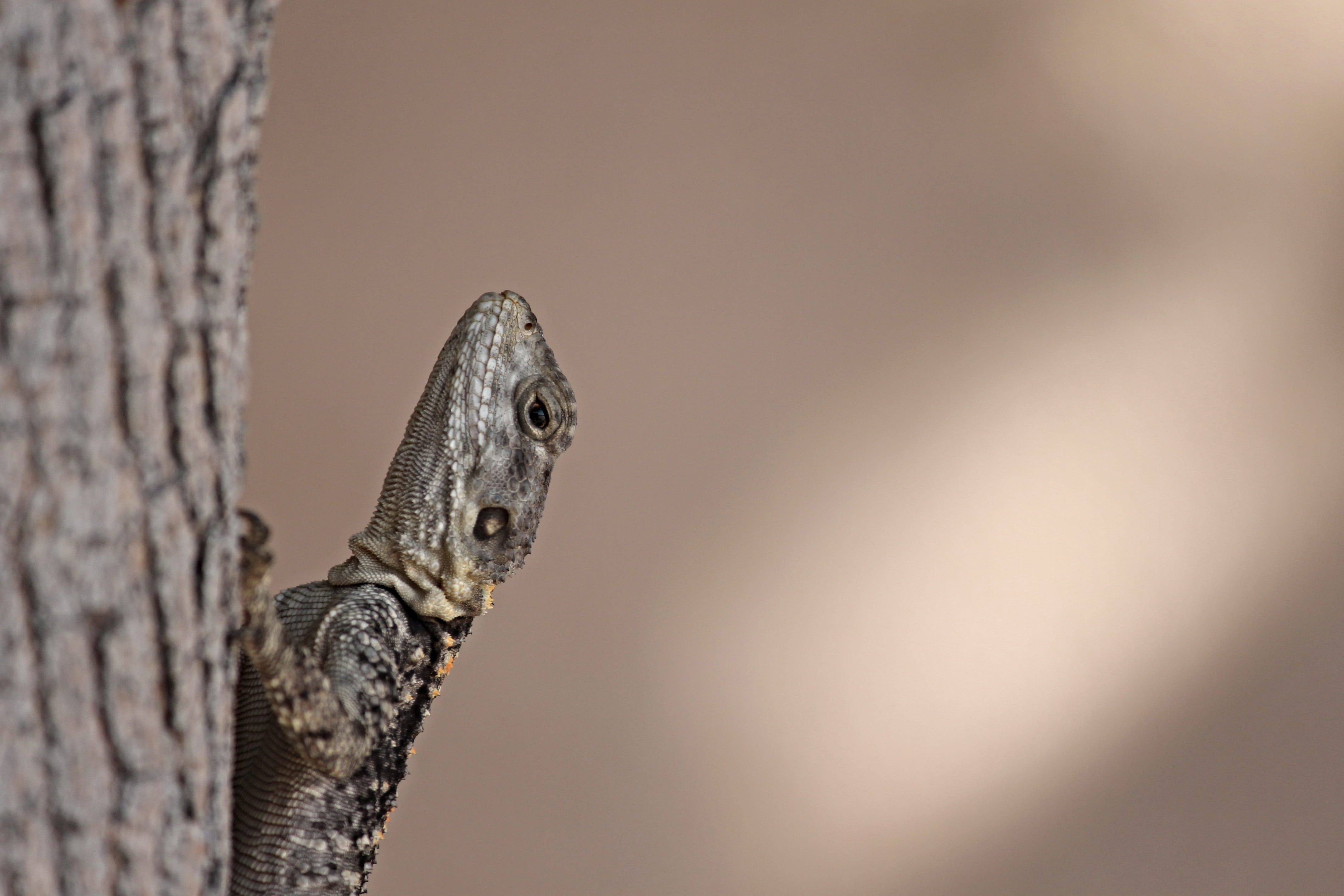 one animal, gecko, animal, climb, outdoors, maritime, creature, copy space, branch, funny, animal body part, animal eye, rhodes, profile view, in the, day, HD Wallpaper