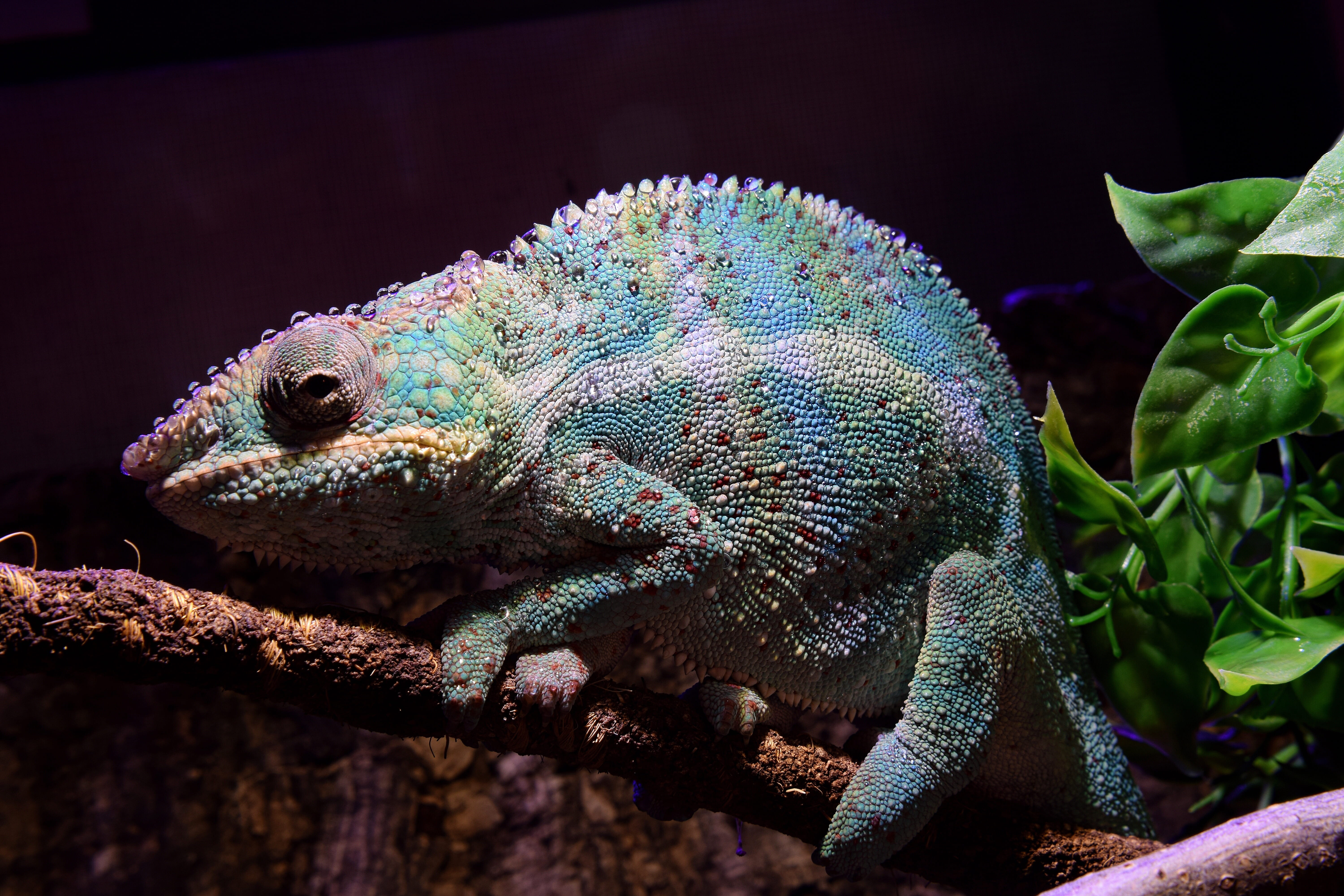 terrarium, terrarium chamaeleon, nosy faly, animal themes, focus on foreground, one animal, animal body part, disguised, lizard, close-up, lizards, drop of water, HD Wallpaper