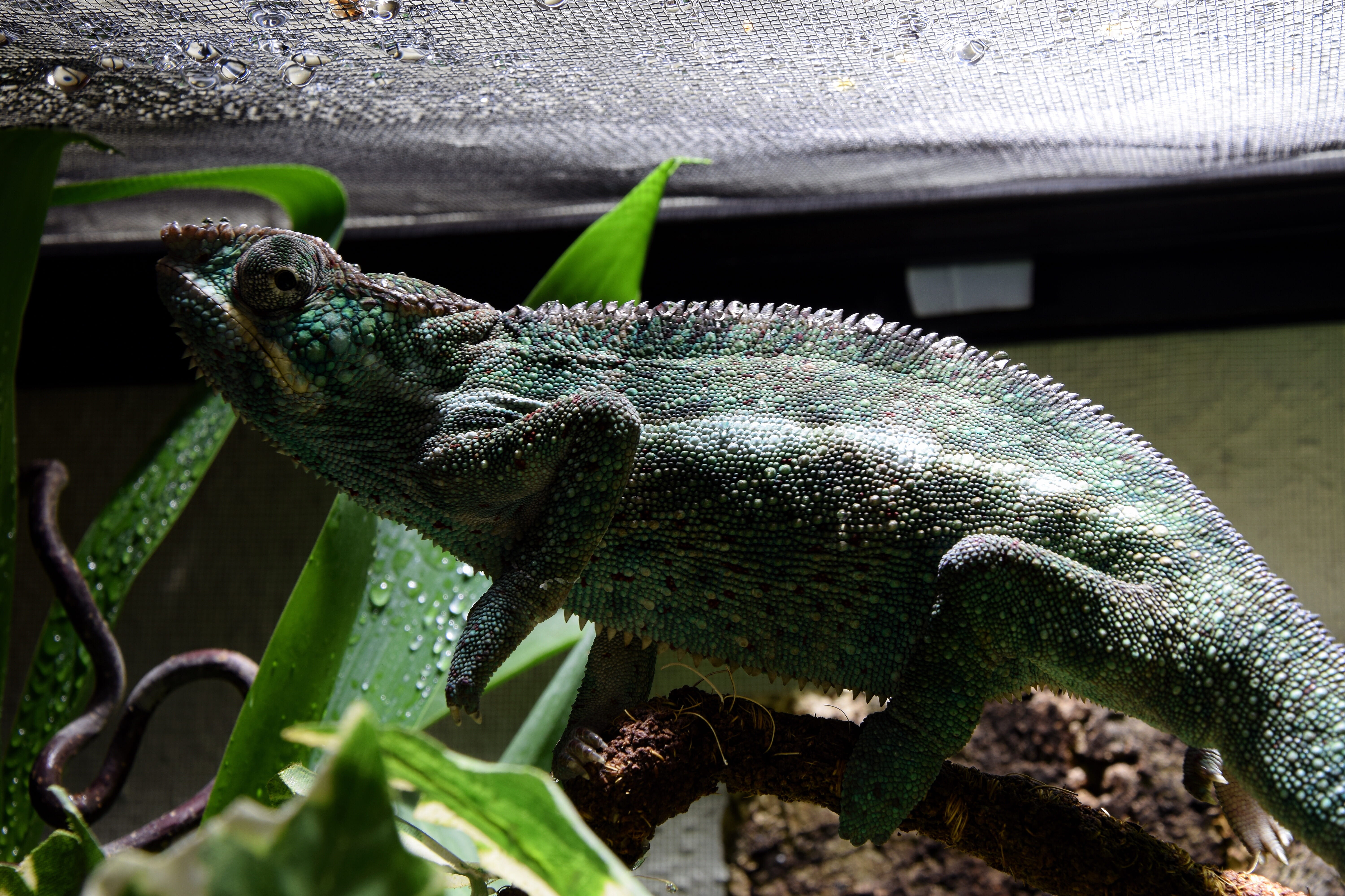 no people, one animal, pangolin, terrarium, lizards, drop of water, wildlife photography, nosy faly, exot, animal, panther chameleon, terrarium animals, HD Wallpaper