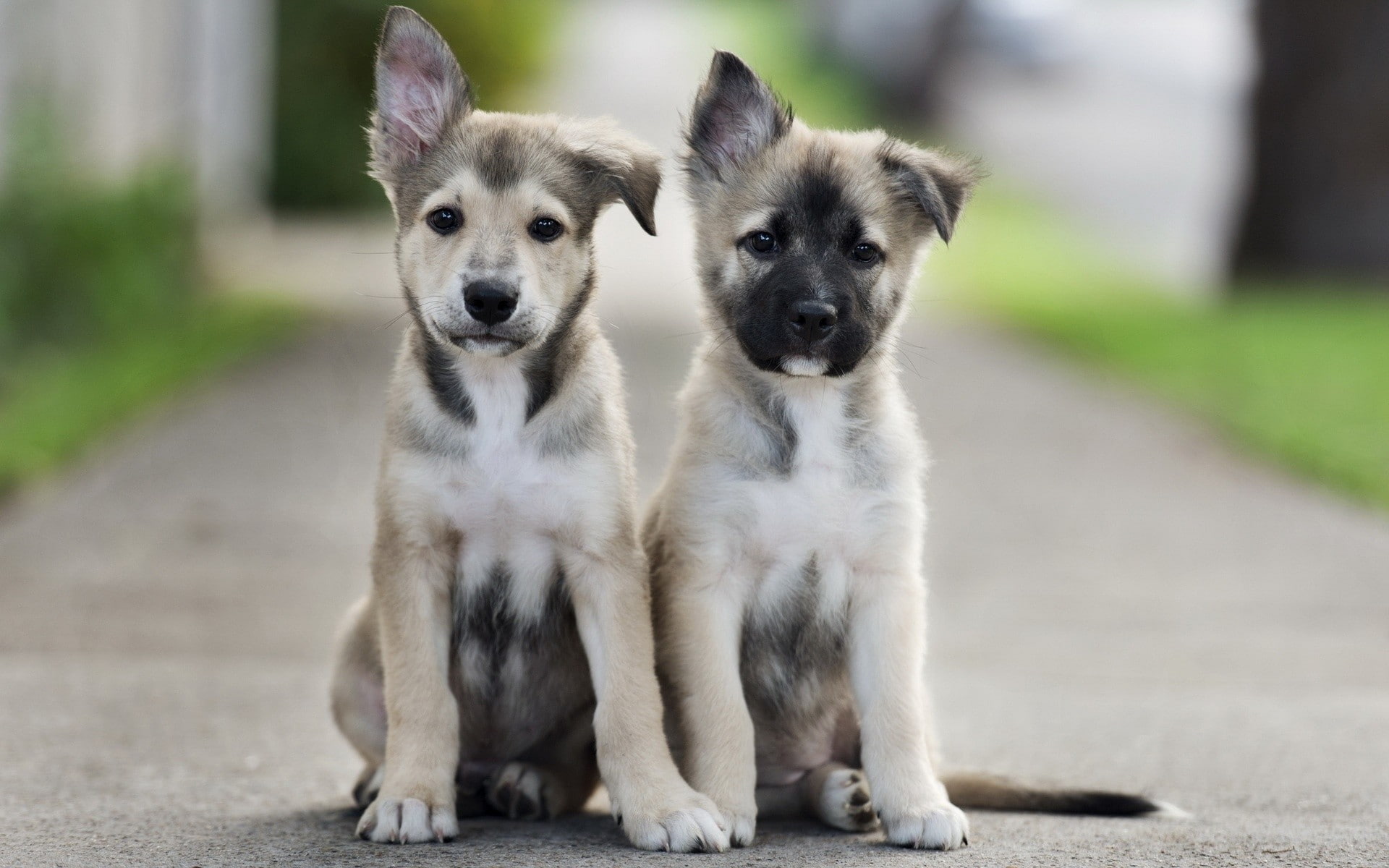 animals, 1080P, puppies, dog, depth of field, baby animals, HD Wallpaper