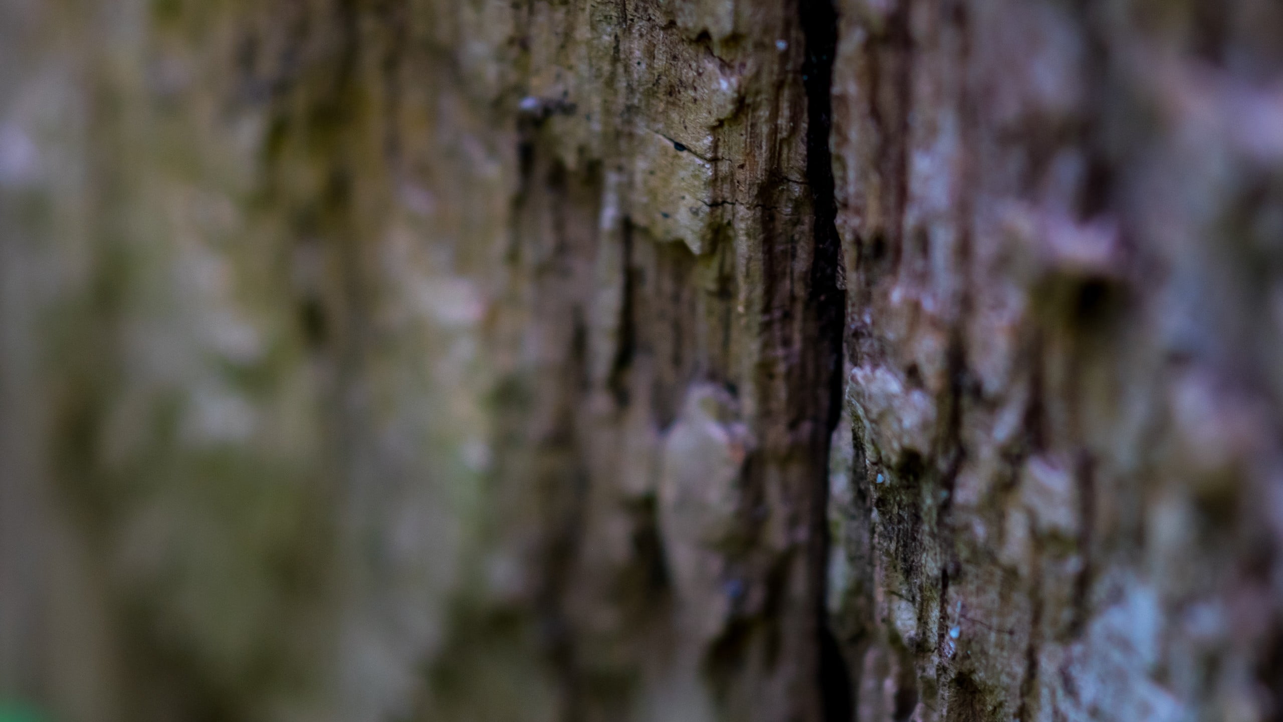 pattern, macro, selective focus, bark, growth, nature, rough, plant, wood - material, textured effect, barrels, photography, tree trunk, close-up, backgrounds, HD Wallpaper