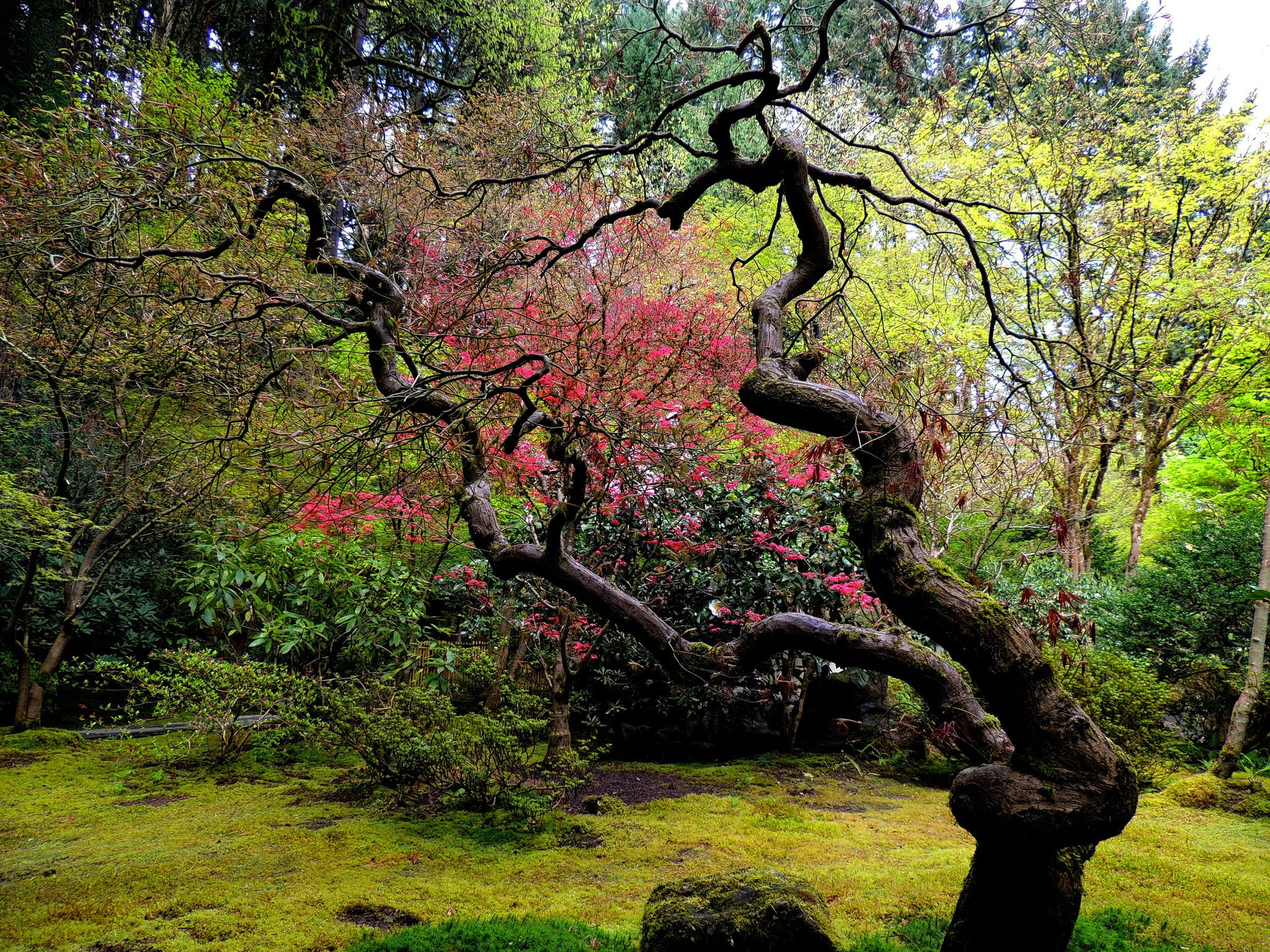 garden, wood, Japanese, 1080P, curved, HD Wallpaper