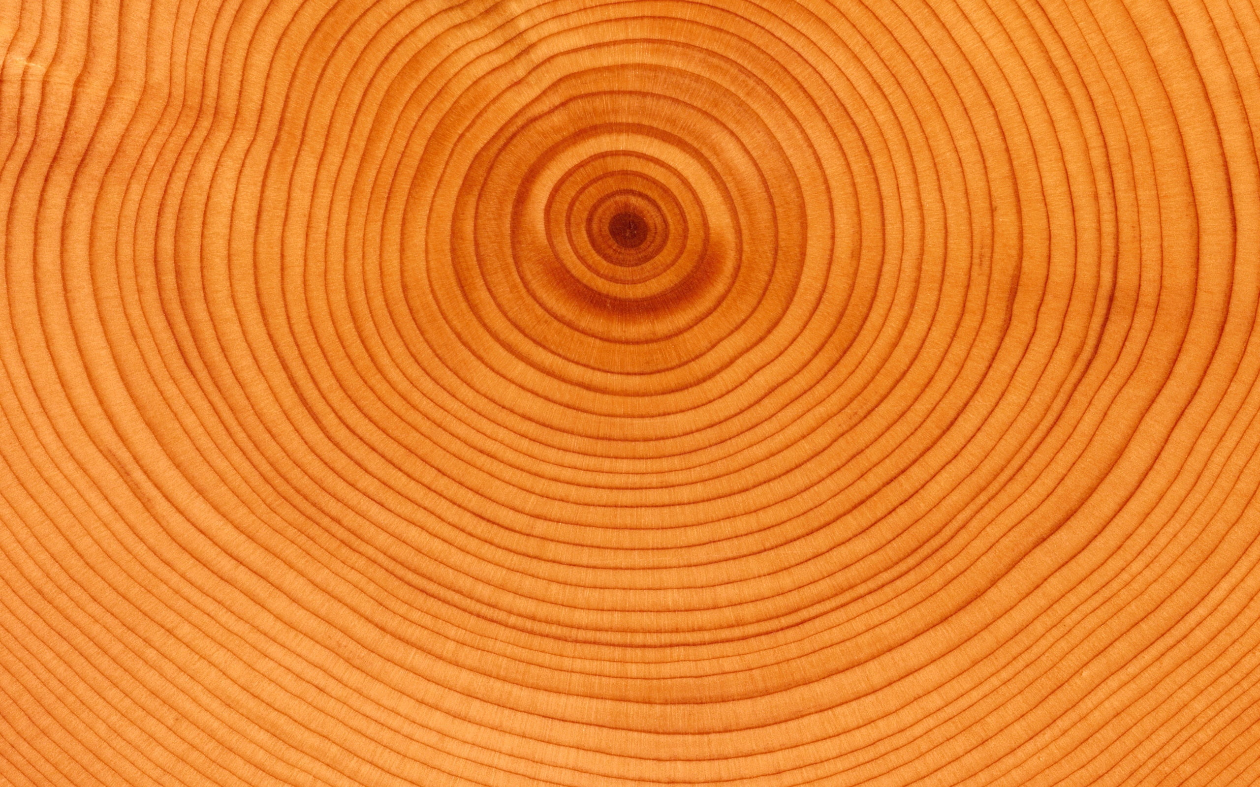 background, no people, tree, textured, nature, slice, curve, backgrounds, tree ring, material, full frame, abstract, cross section, backdrop, wood grain, HD Wallpaper