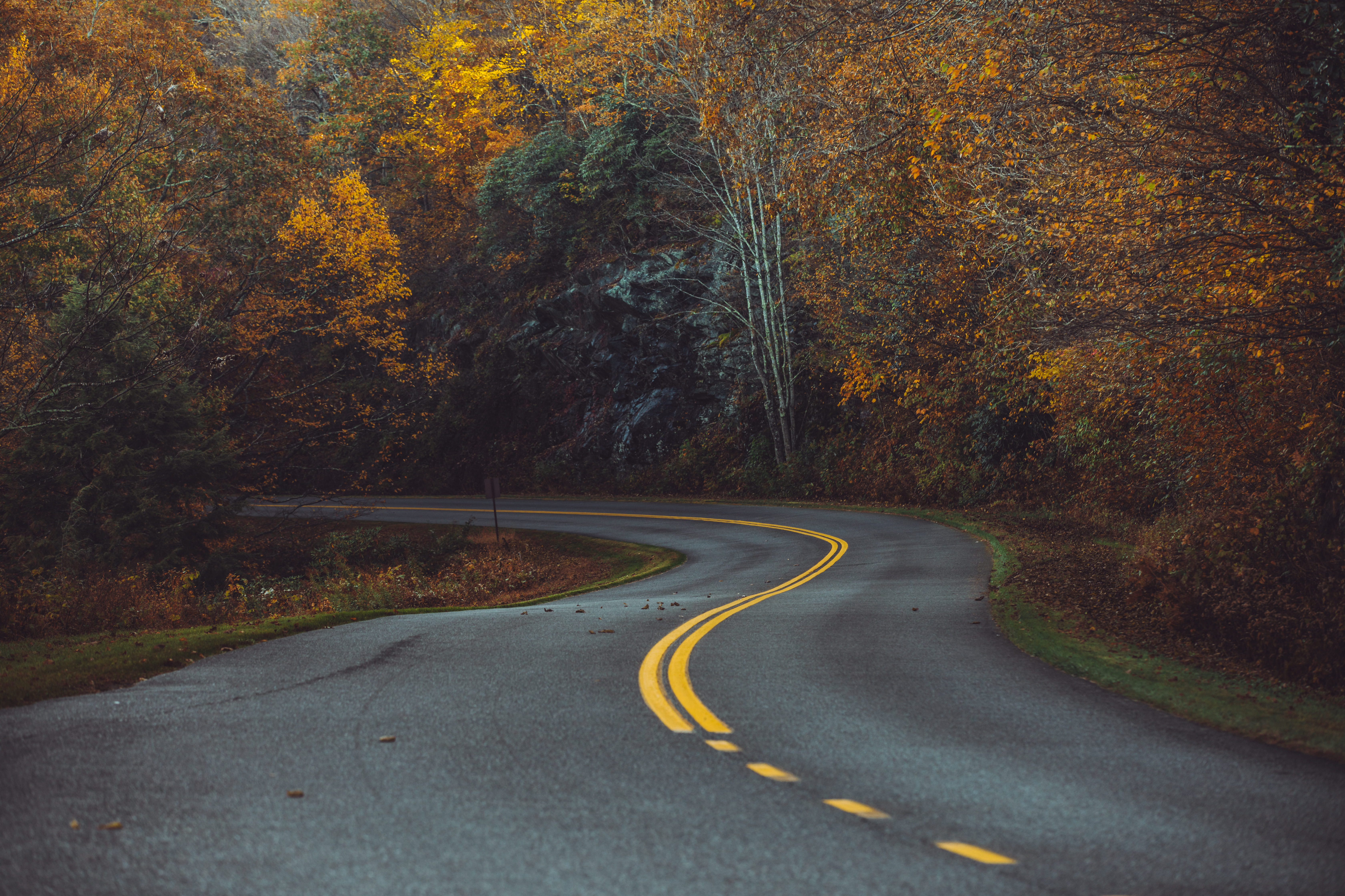 road, ahead, tranquility, middle, daytime, double yellow line, dividing line, tree, woods, direction, nature, country road, plant, marking, symbol, zag, HD Wallpaper